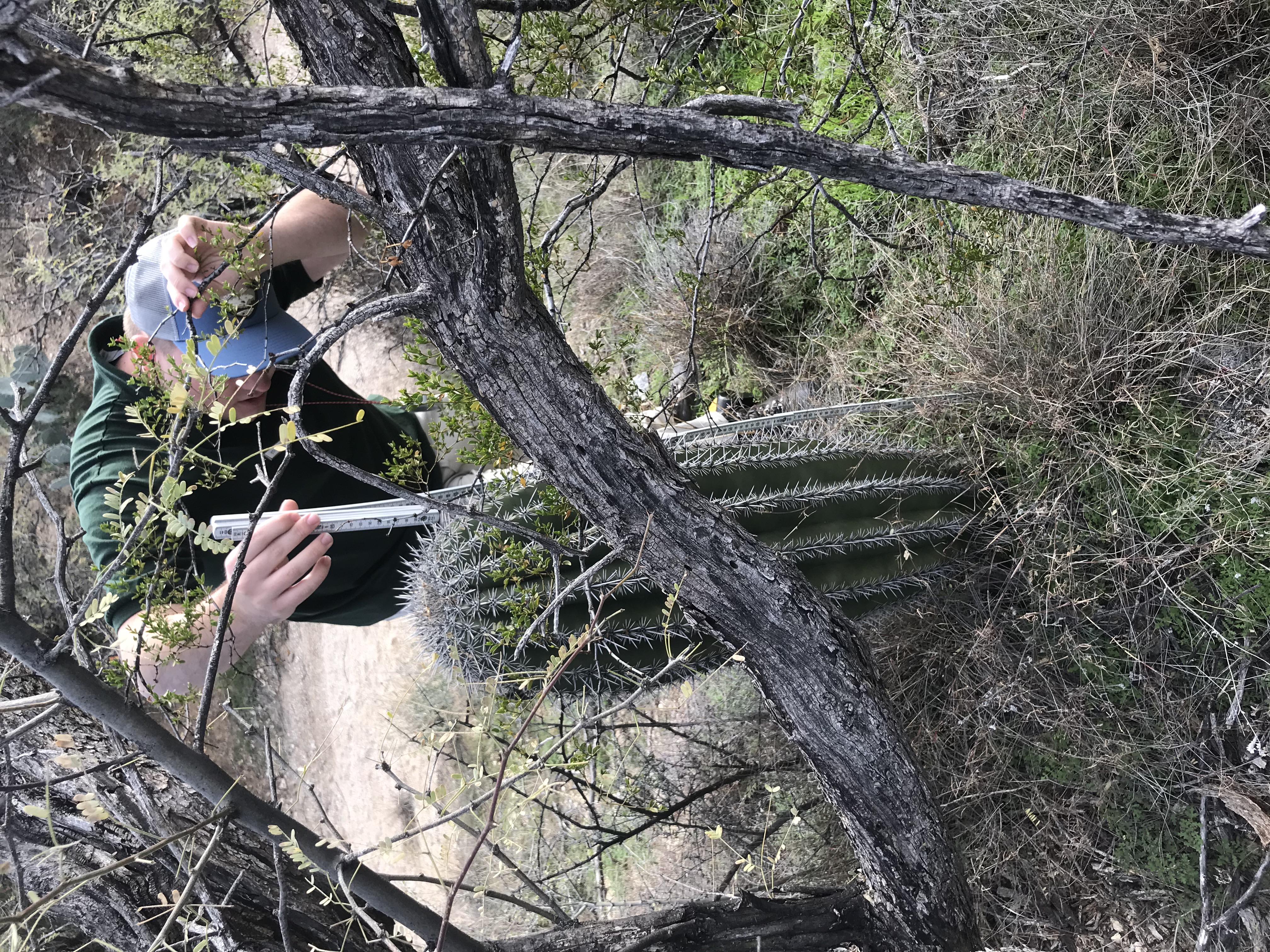 A man measuring the height of a saguaro using a meter stick.