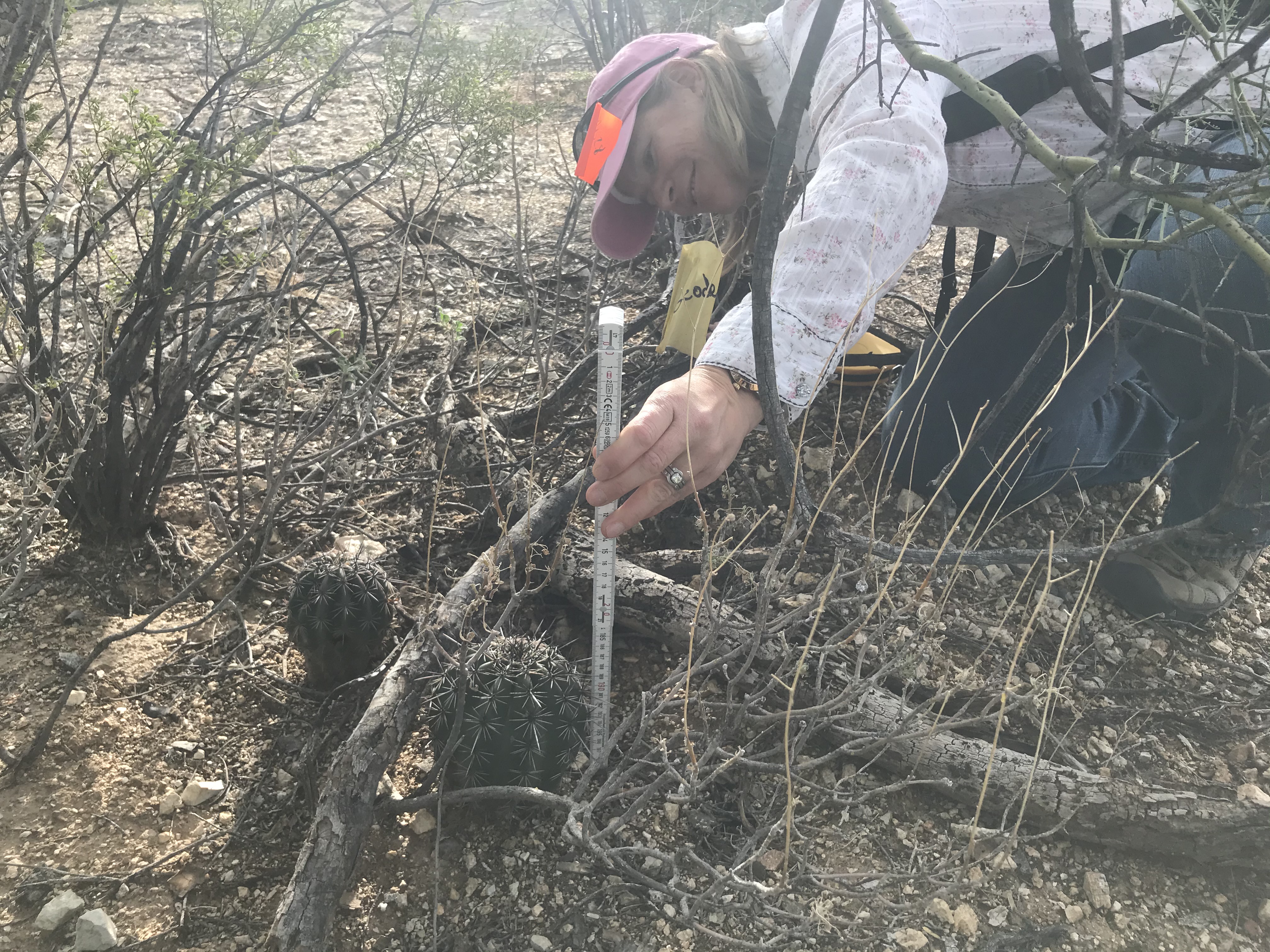 A woman on her knees measuring the height of a small saguaro.