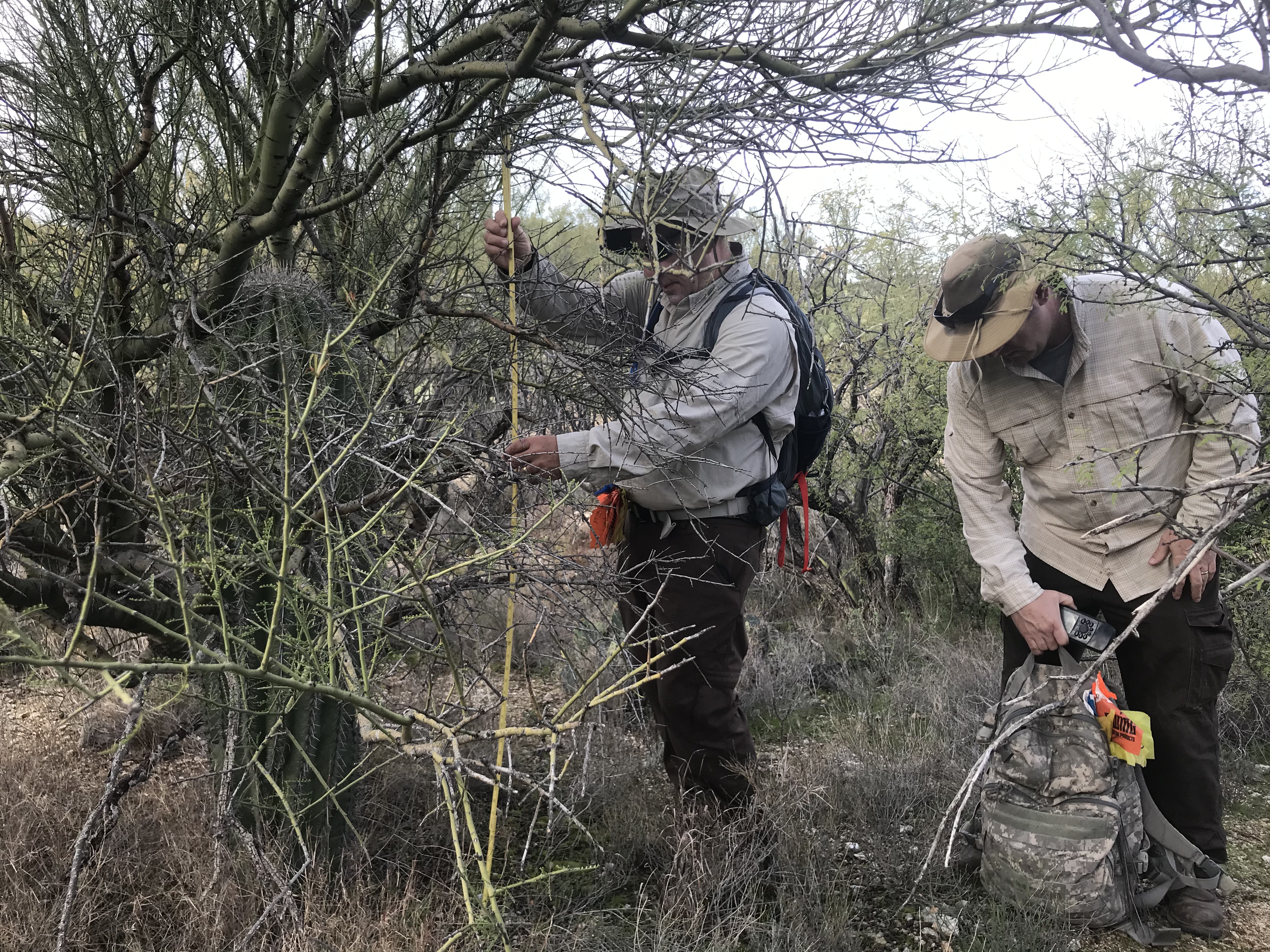 A man using a folding ruler to measure the height of a saguaro under its nurse tree.