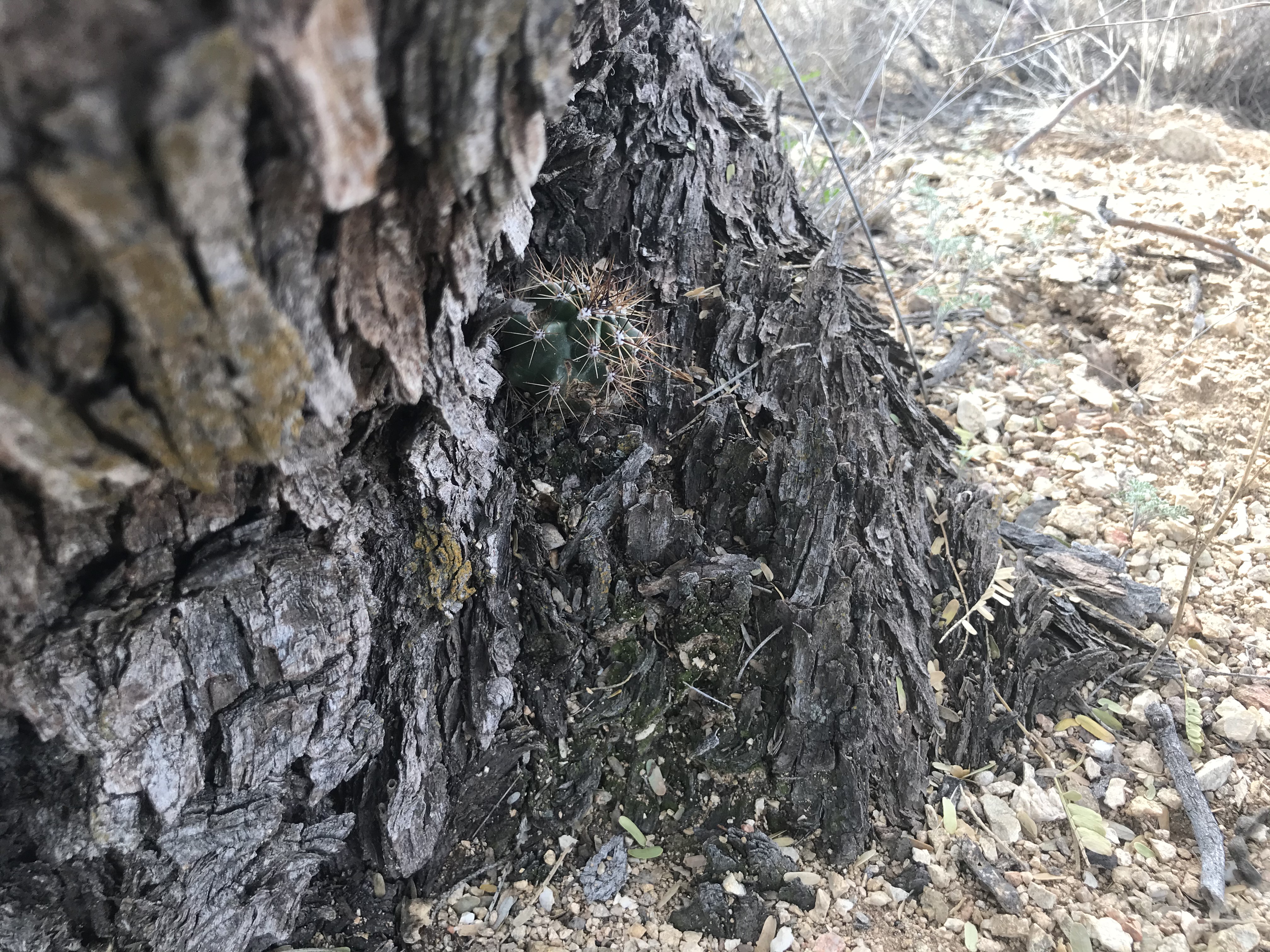 A tiny saguaro growing on a mesquite tree.