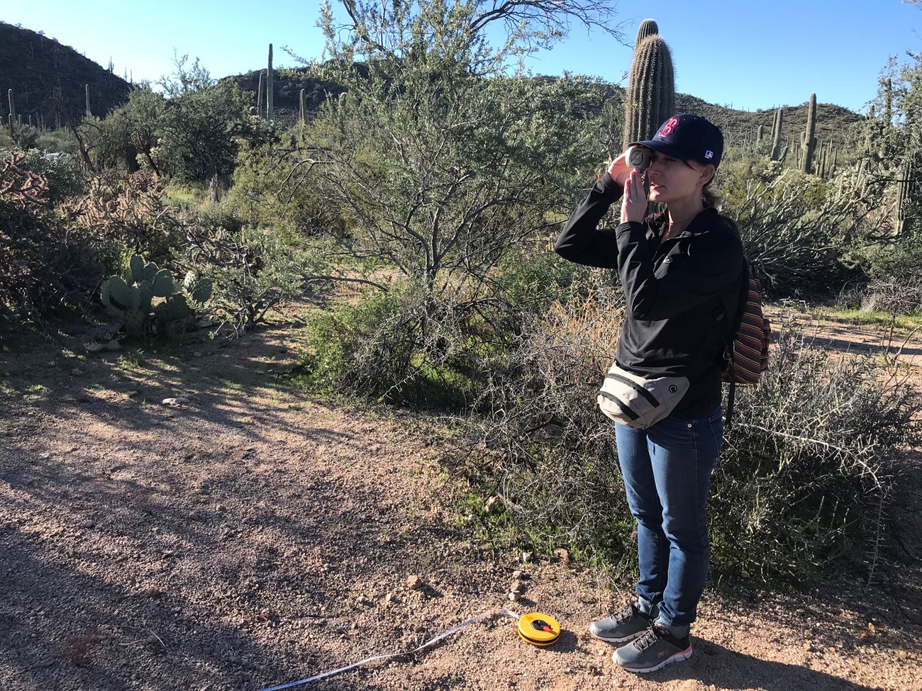 A volunteer using a clinometer to find the height of a tall saguaro.