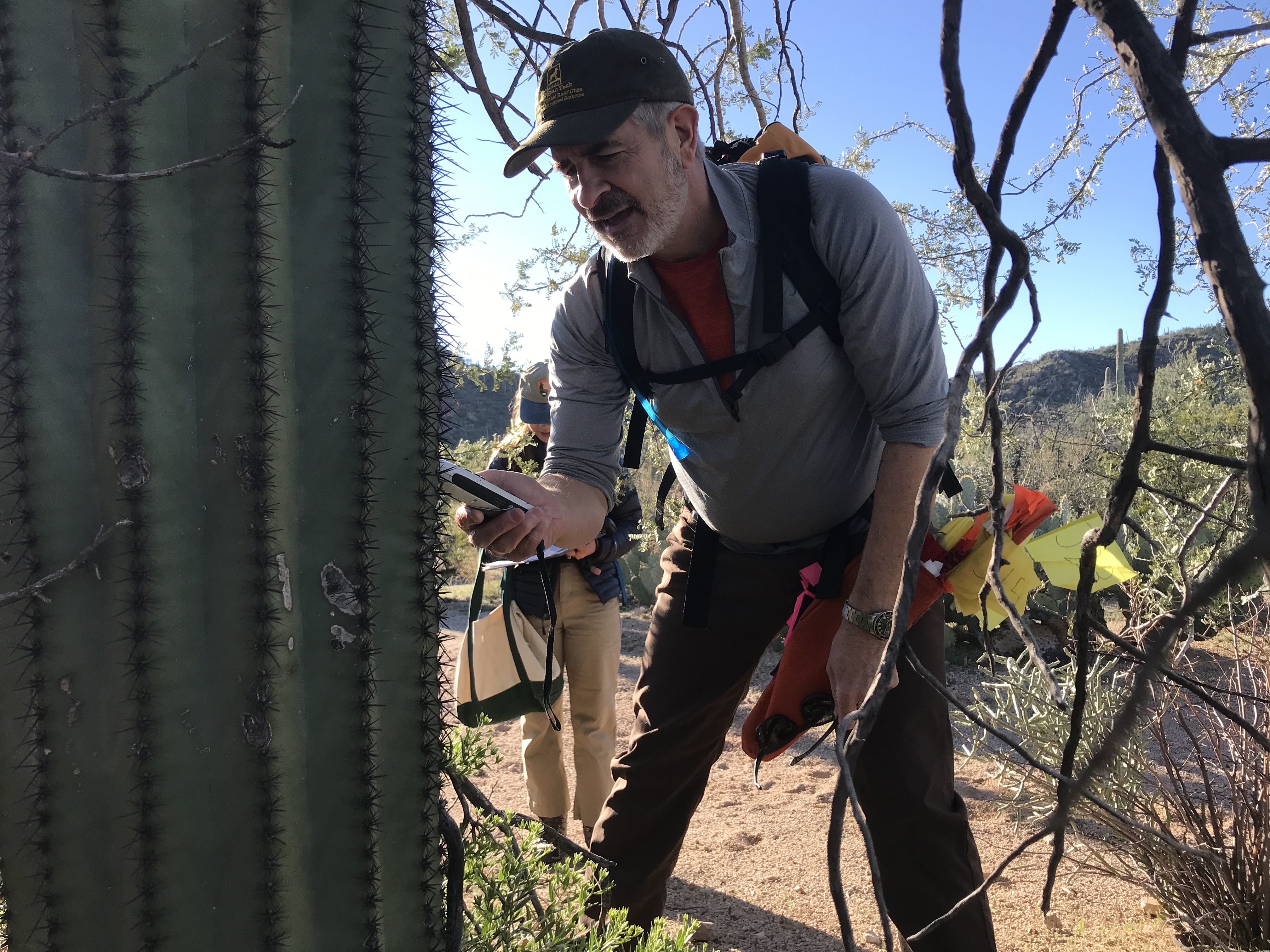 A volunteer reading the coordinates of a saguaro.