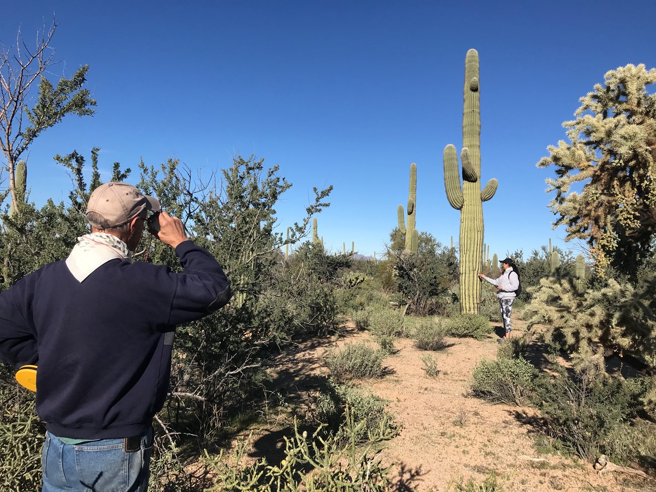 A volunteer using a clinometer to measure the height of a saguaro ahead of him.