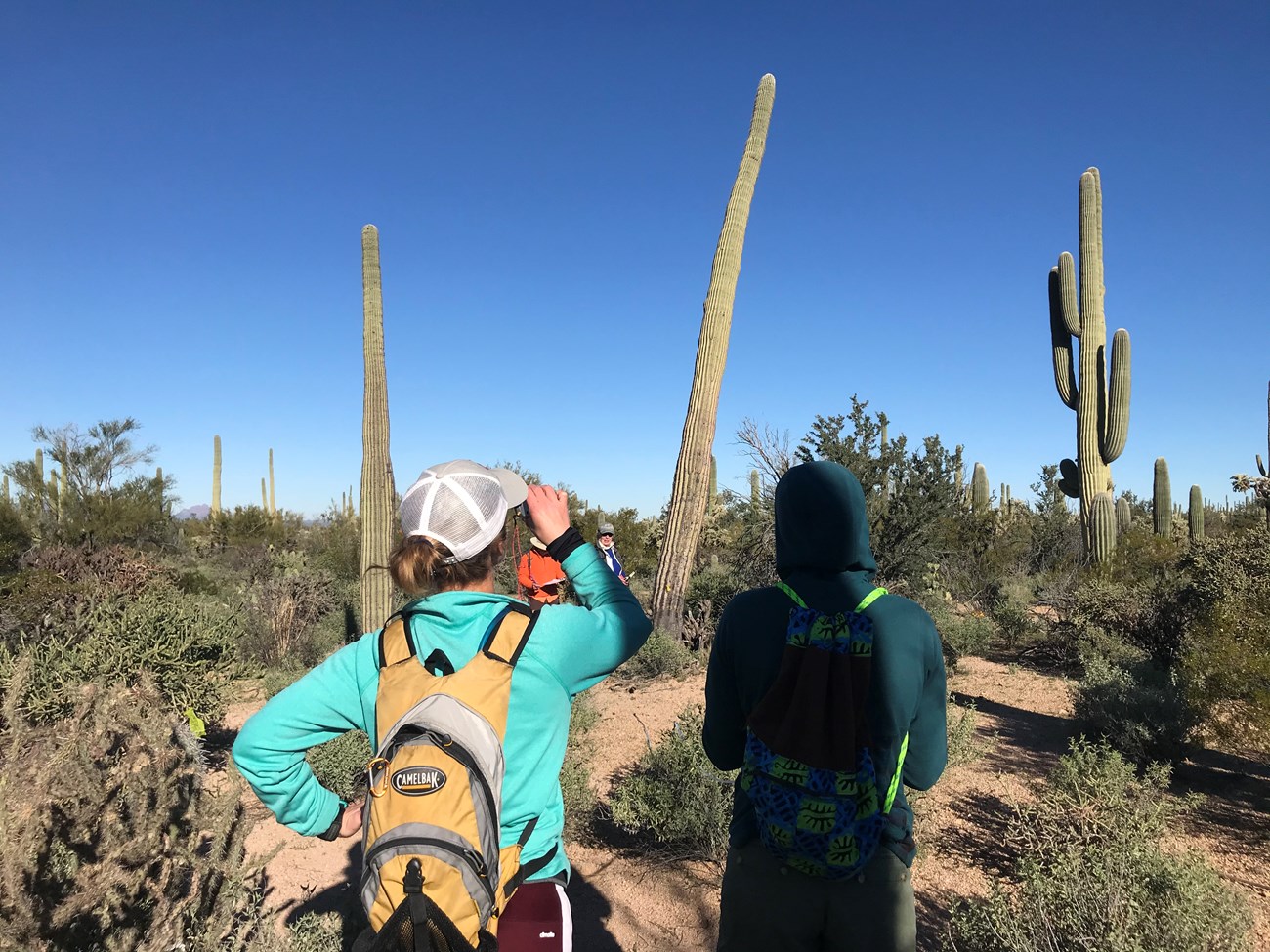 A woman using a clinometer to measure the height of a tall saguaro in front of her.