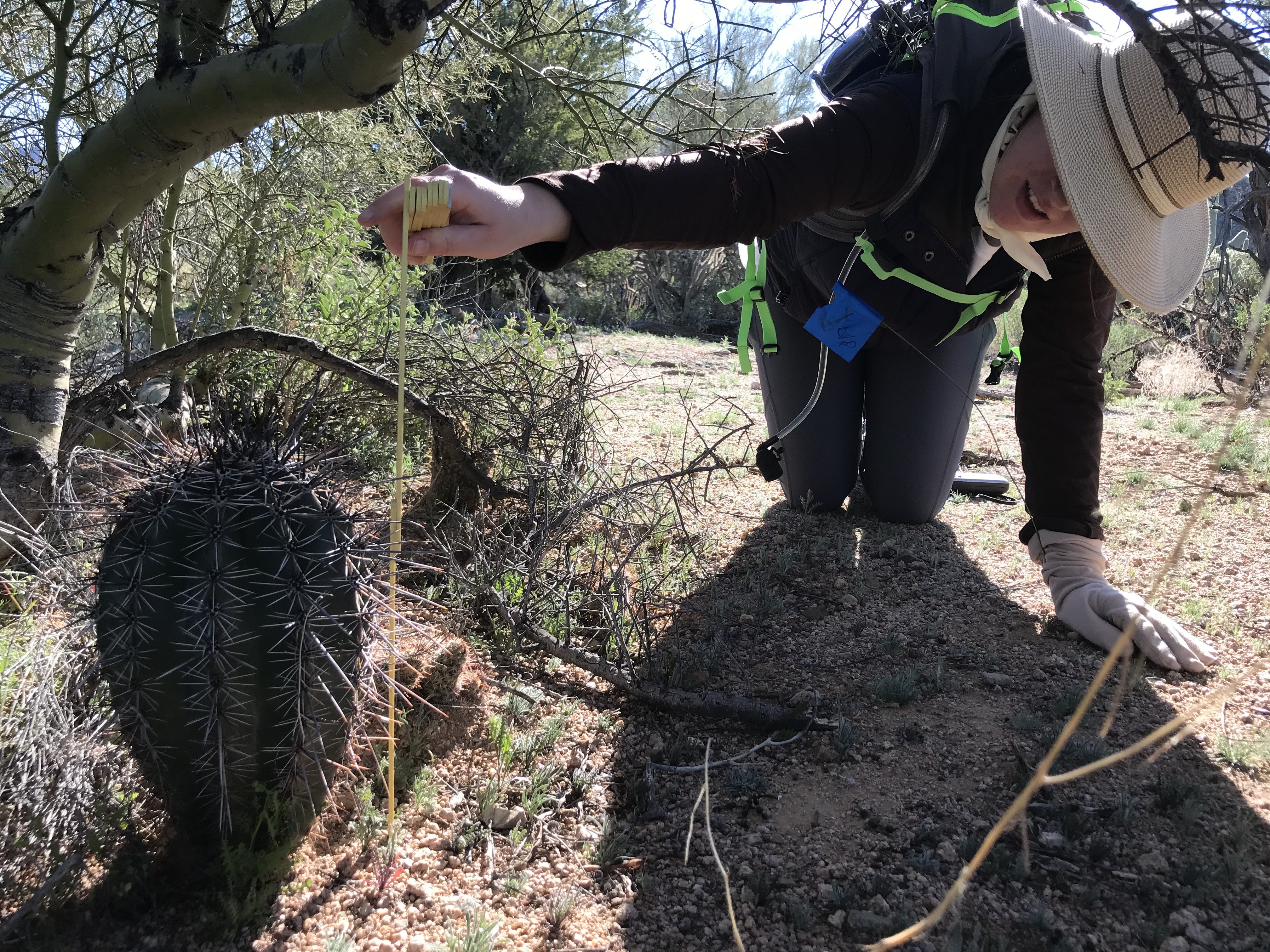 A volunteer on her knees measuring the height of a small saguaro under its nurse tree.