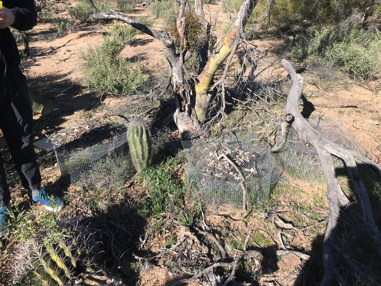 A short saguaro near a palo verde tree.
