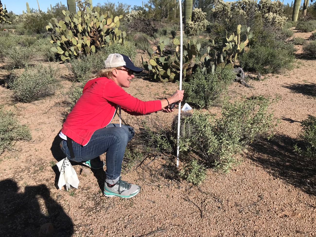 A volunteer reading the coordinates of a short saguaro.