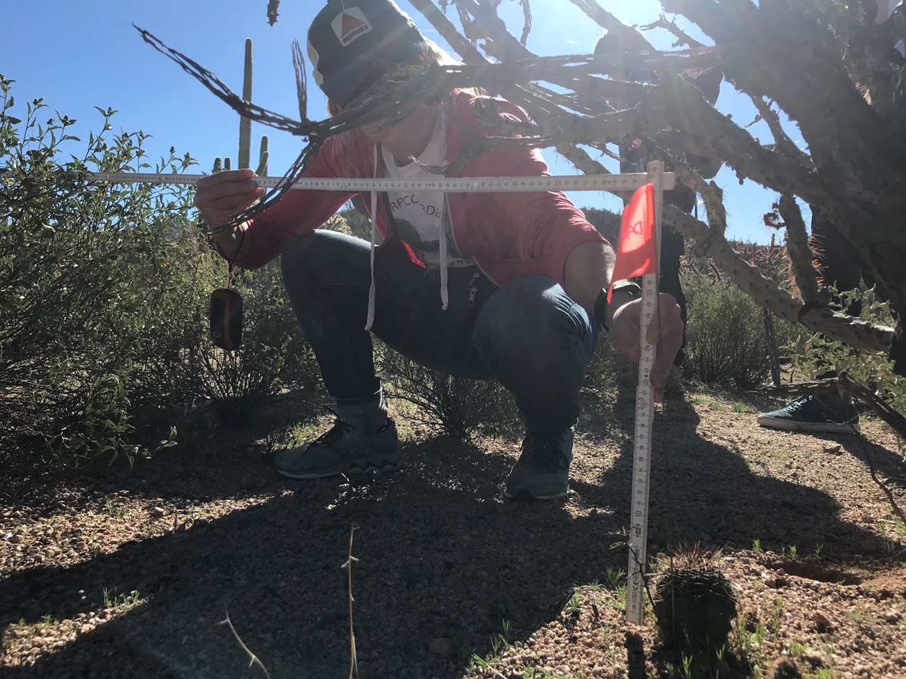 A volunteer squatting down to measure the height of a tiny saguaro under a cholla.