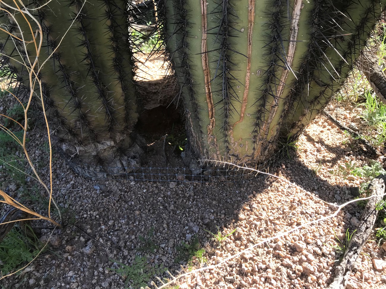 Saguaro base surrounded by a wire mesh.