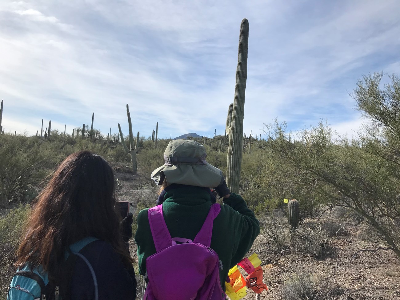 Volunteers measure large saguaro