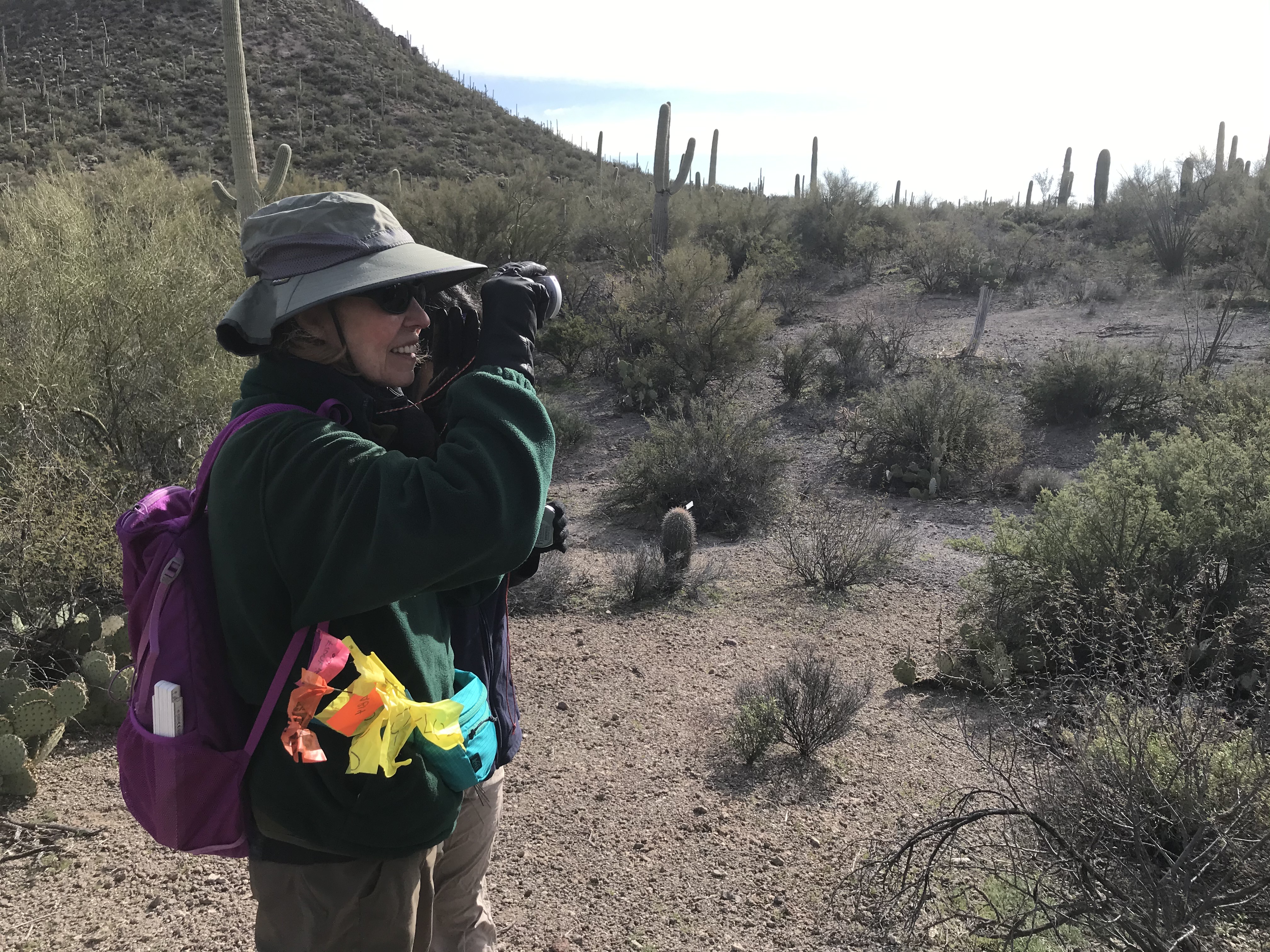 Volunteer uses clinometer to measure saguaro