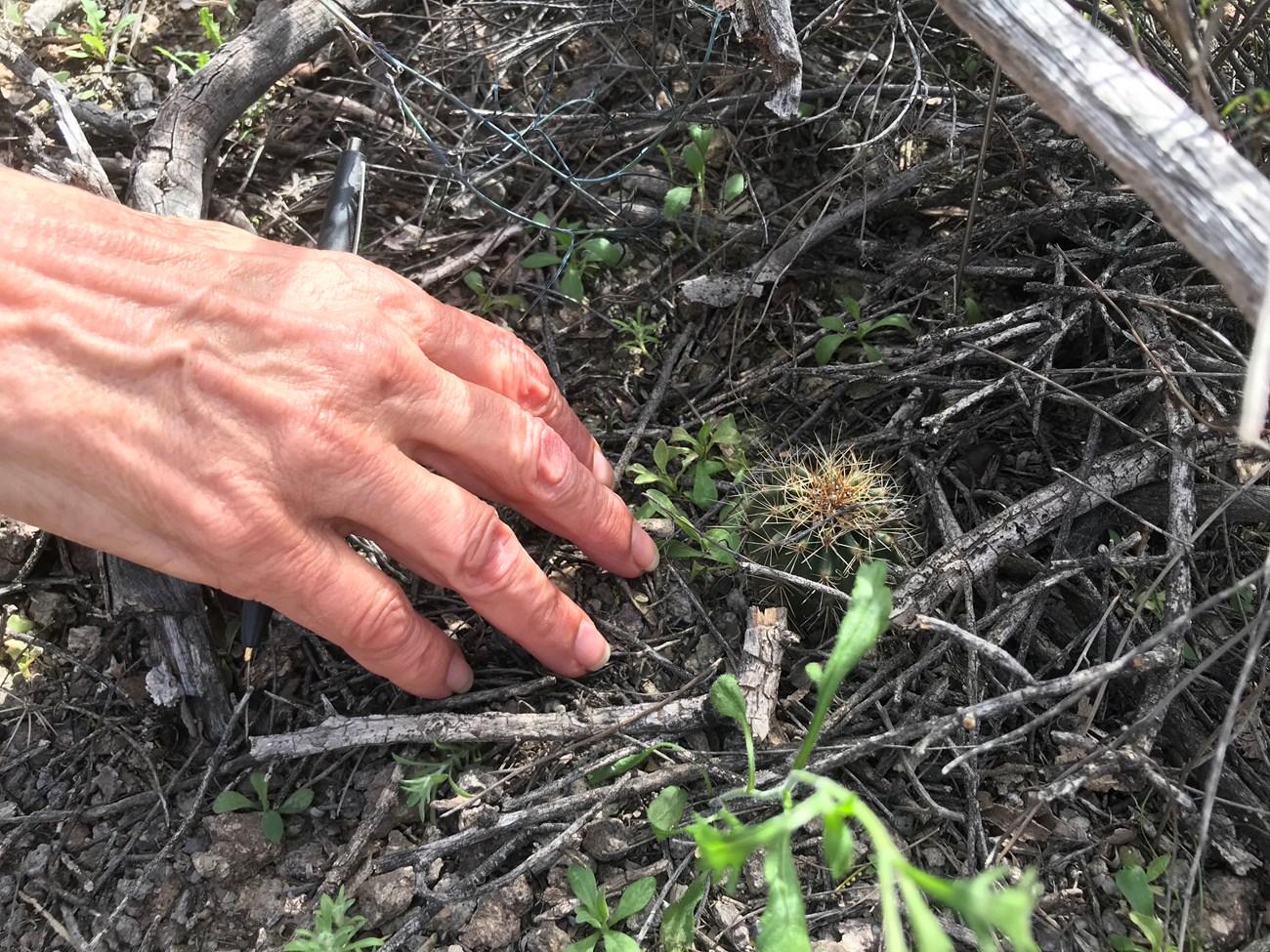 Tiny baby saguaro