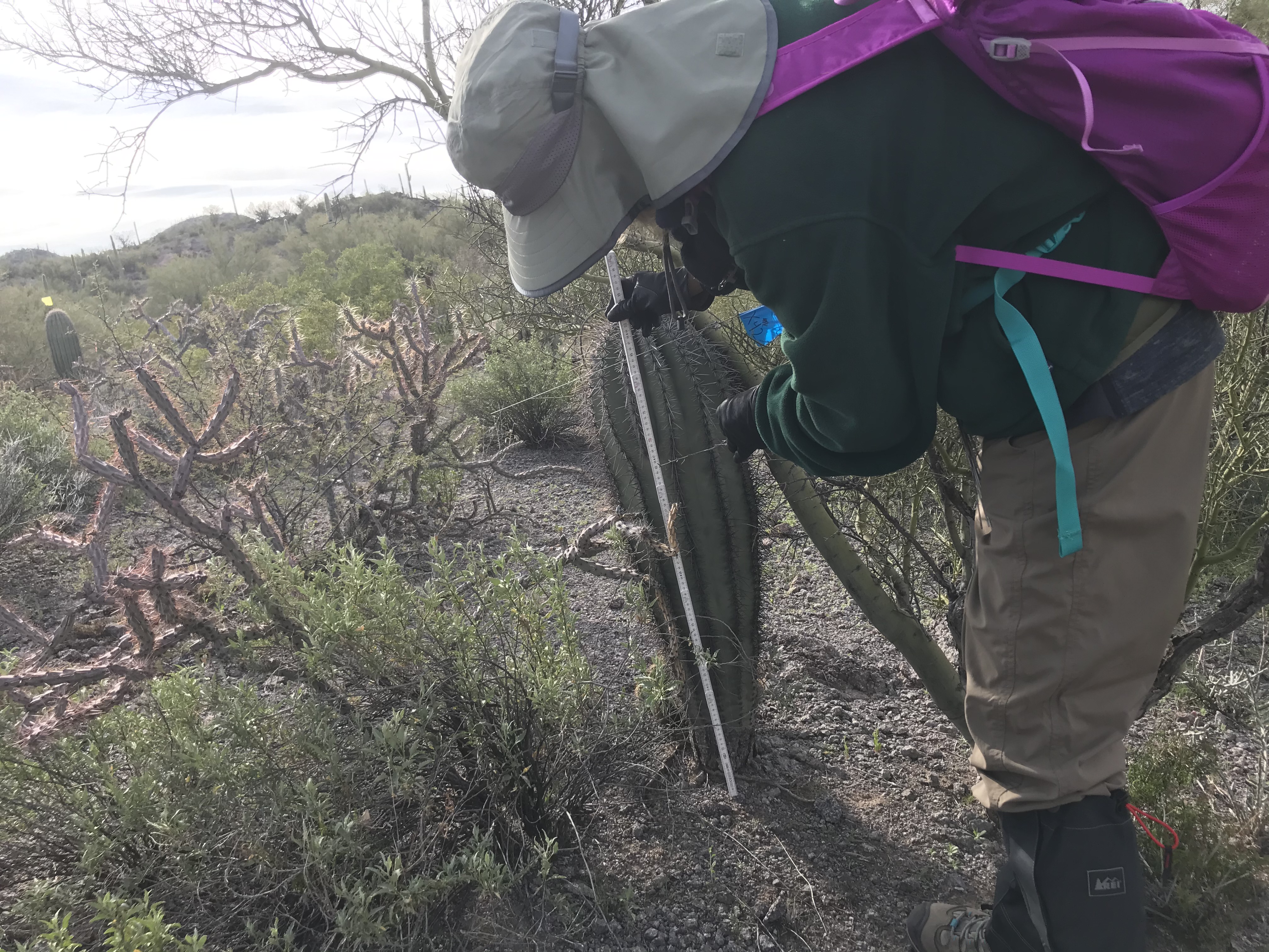 Volunteer measures small saguaro