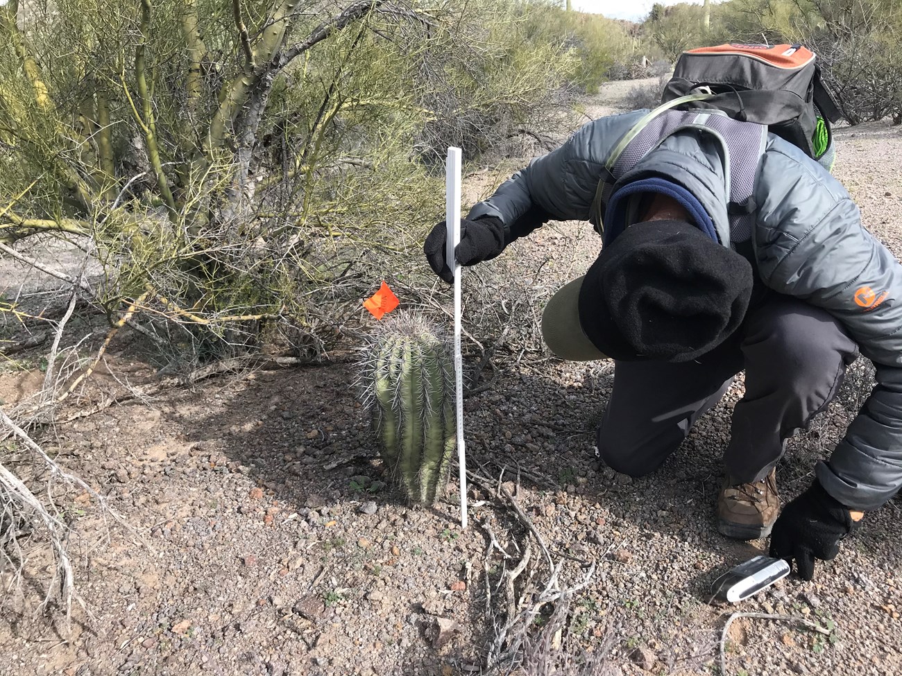 Volunteer measures small saguaro