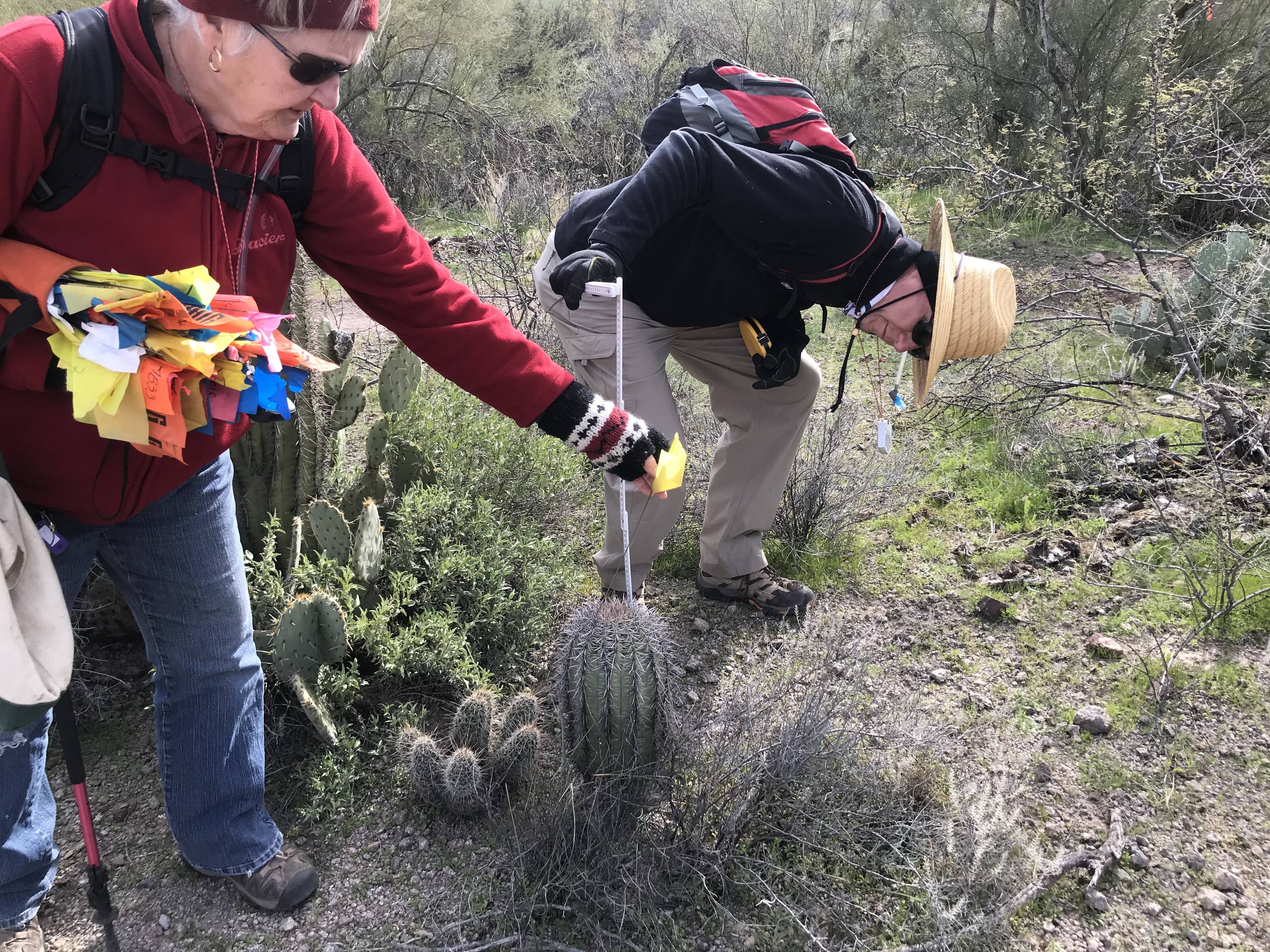 Volunteers flag and measure small saguaro