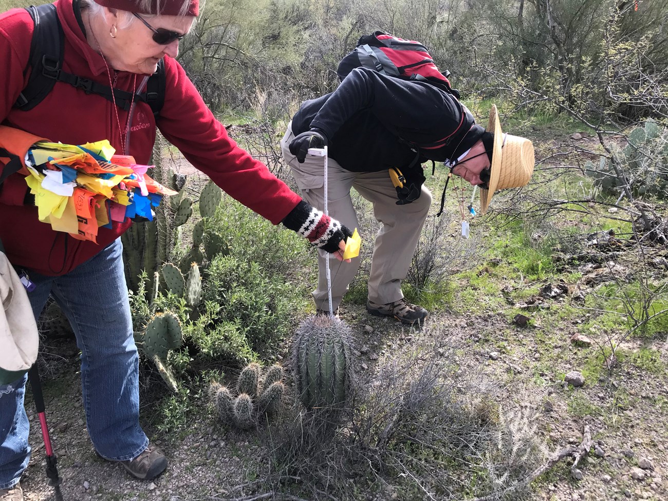 Volunteers flag and measure small saguaro