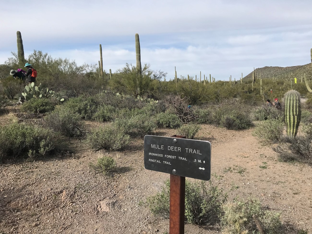Volunteers work in desert landscape beyond Mule Deer Trail sign