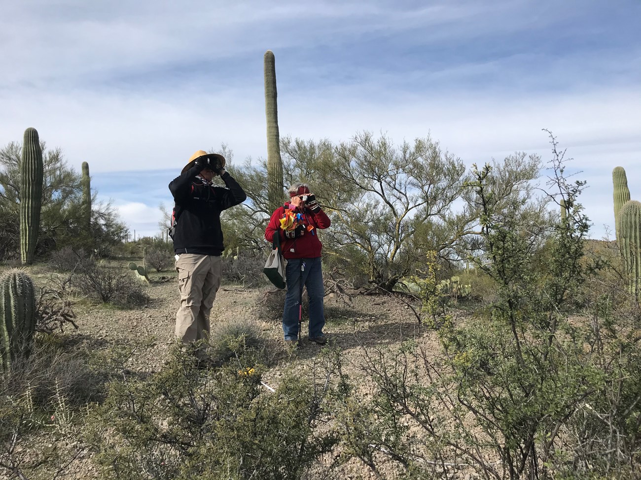 Volunteers measure saguaro using clinometer