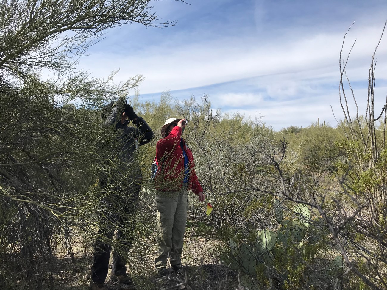 Volunteers use clinometer to measure saguaro
