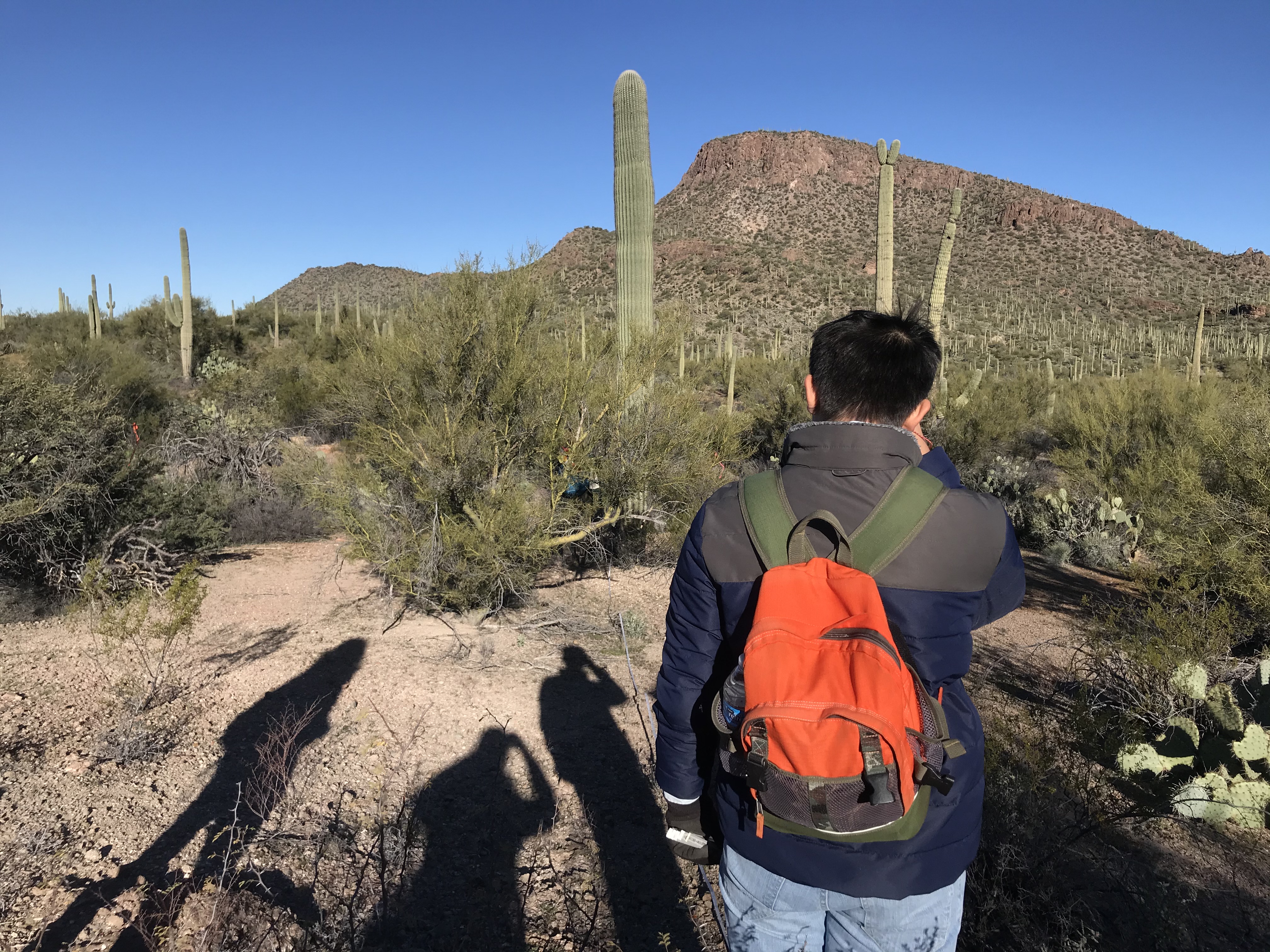 Volunteer uses clinometer to measure saguaro