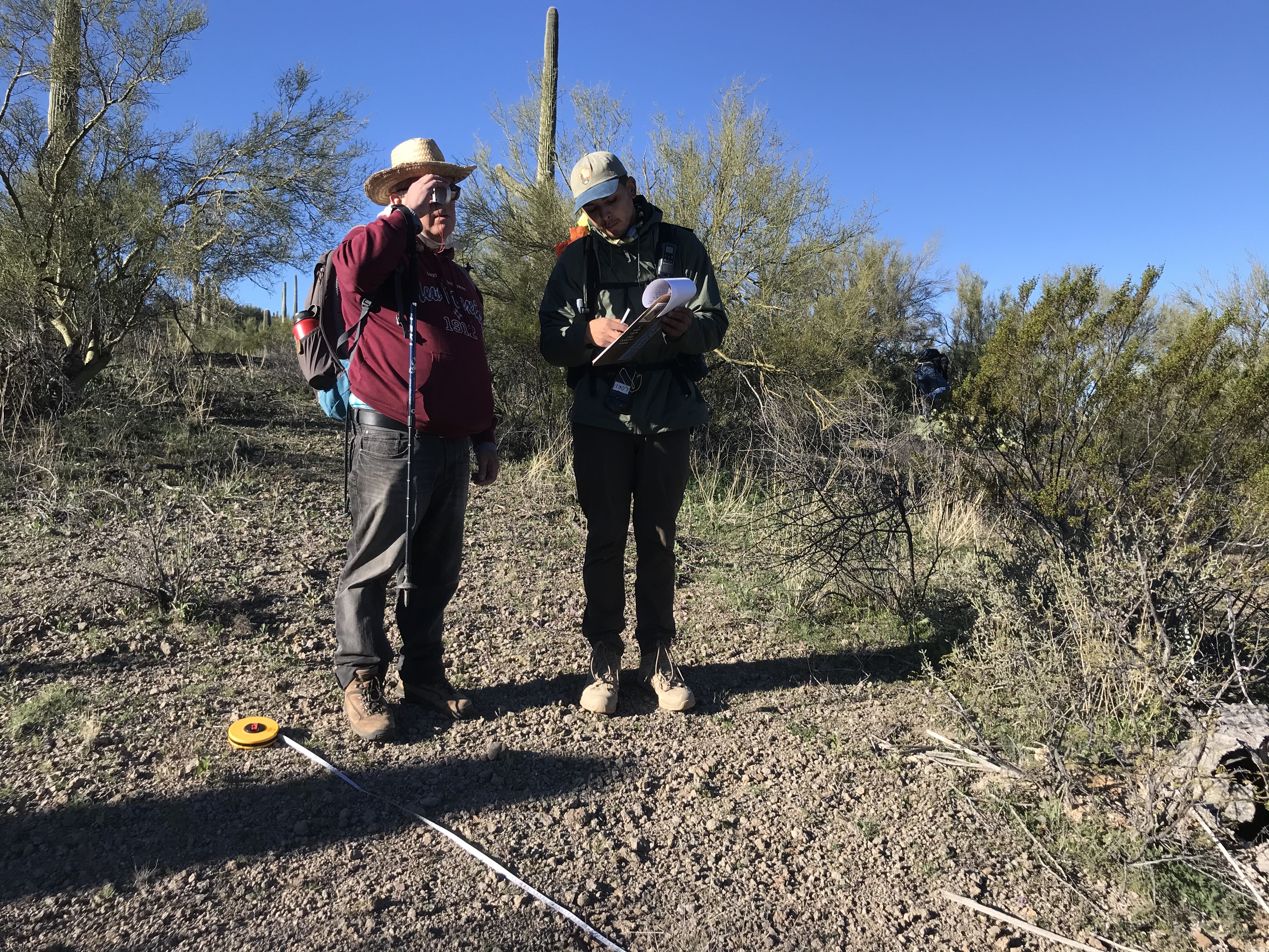 Volunteers measure saguaro using clinometer