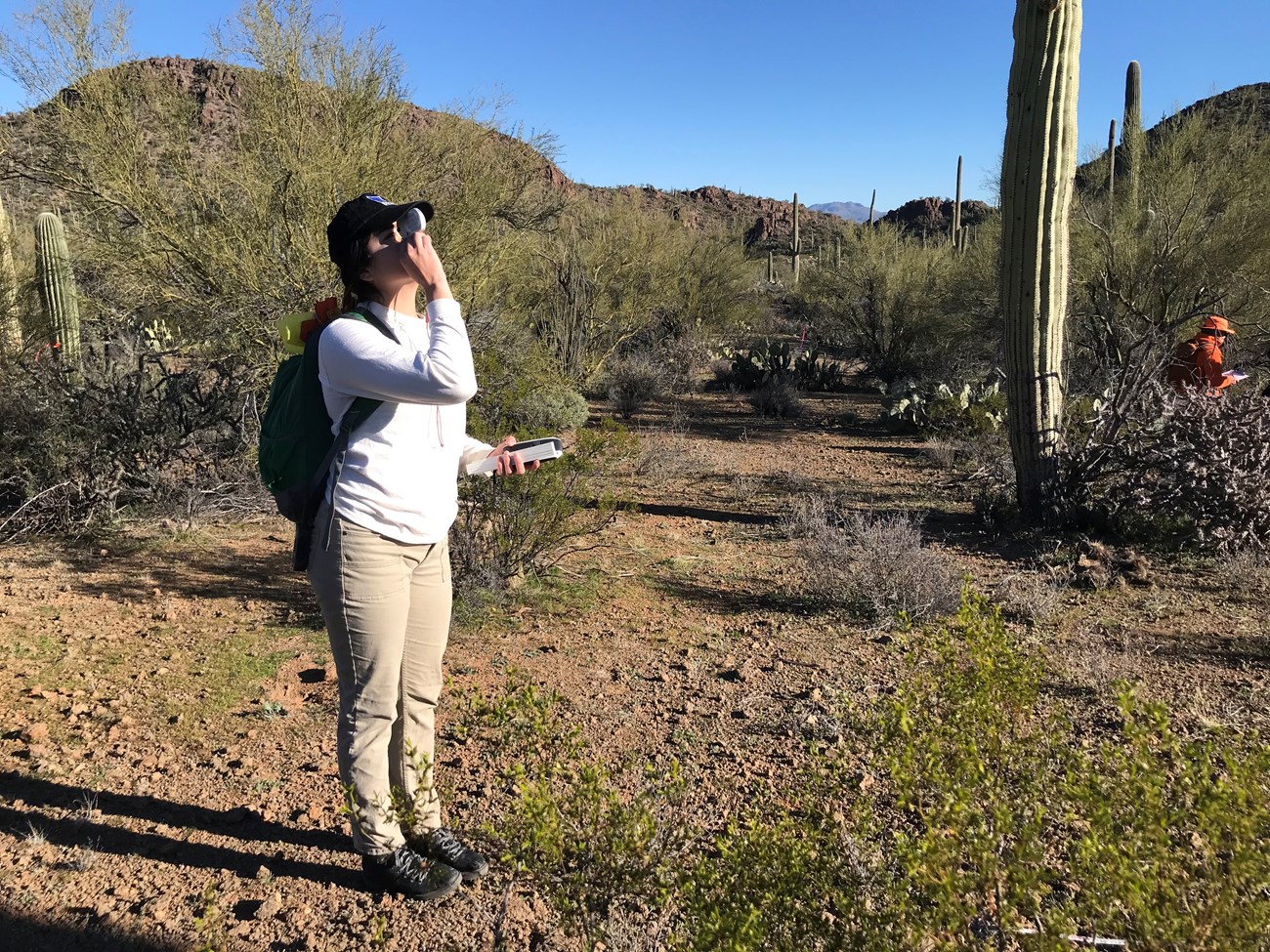 Volunteer uses cliometer to measure saguaro