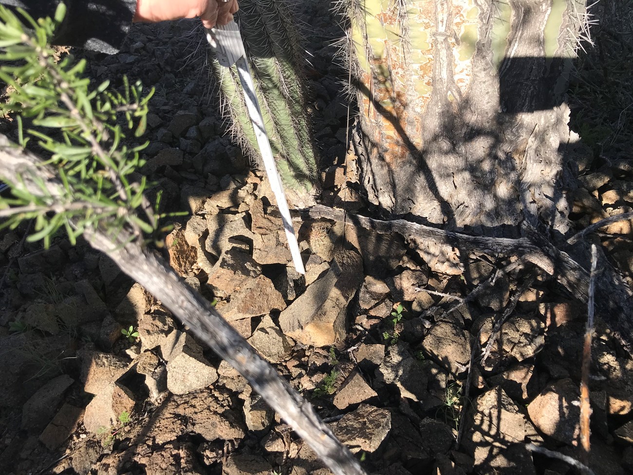 Tiny saguaro at the base of a larger saguaro gets measured