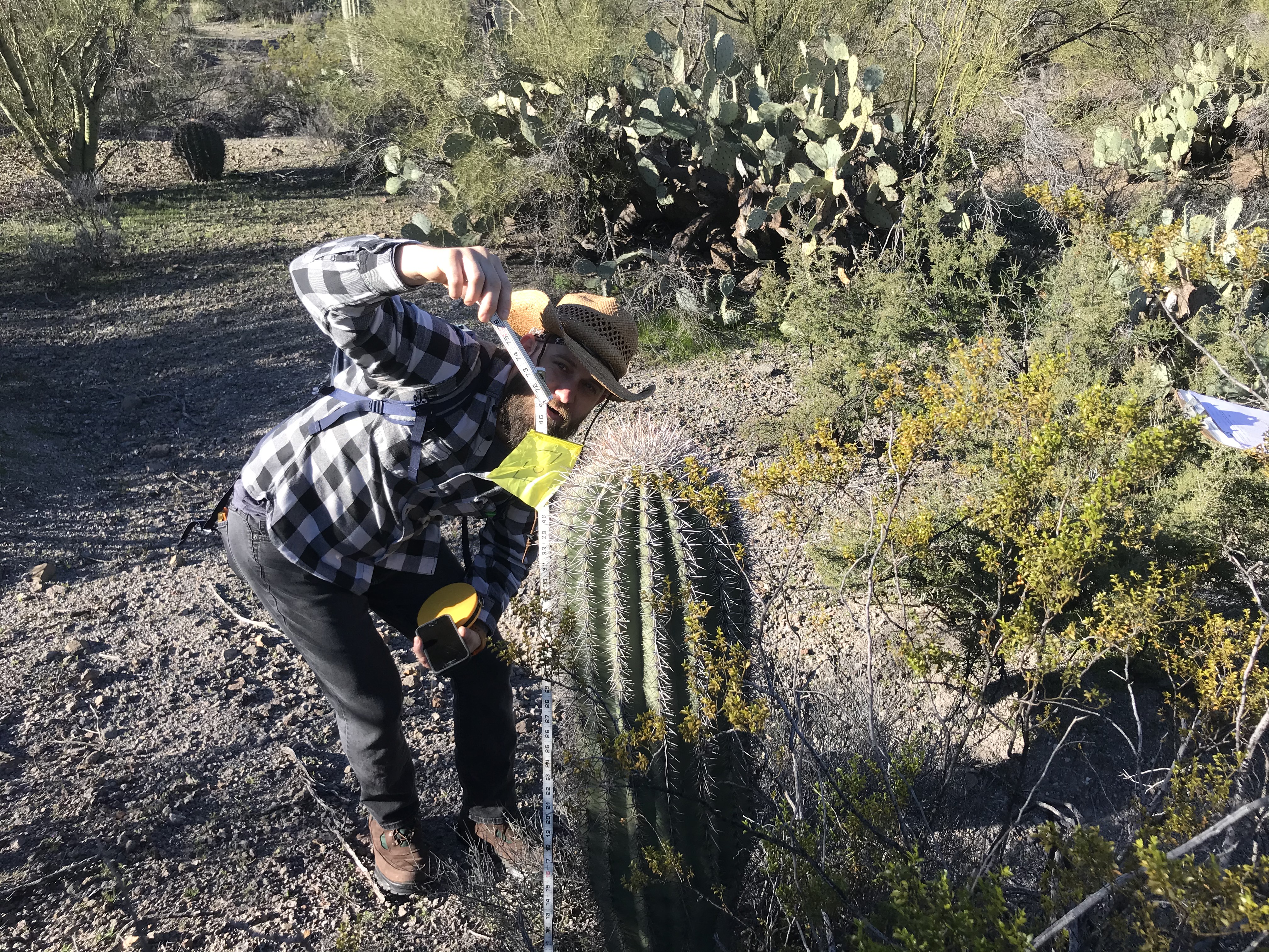 Volunteer measures saguaro with meter stick