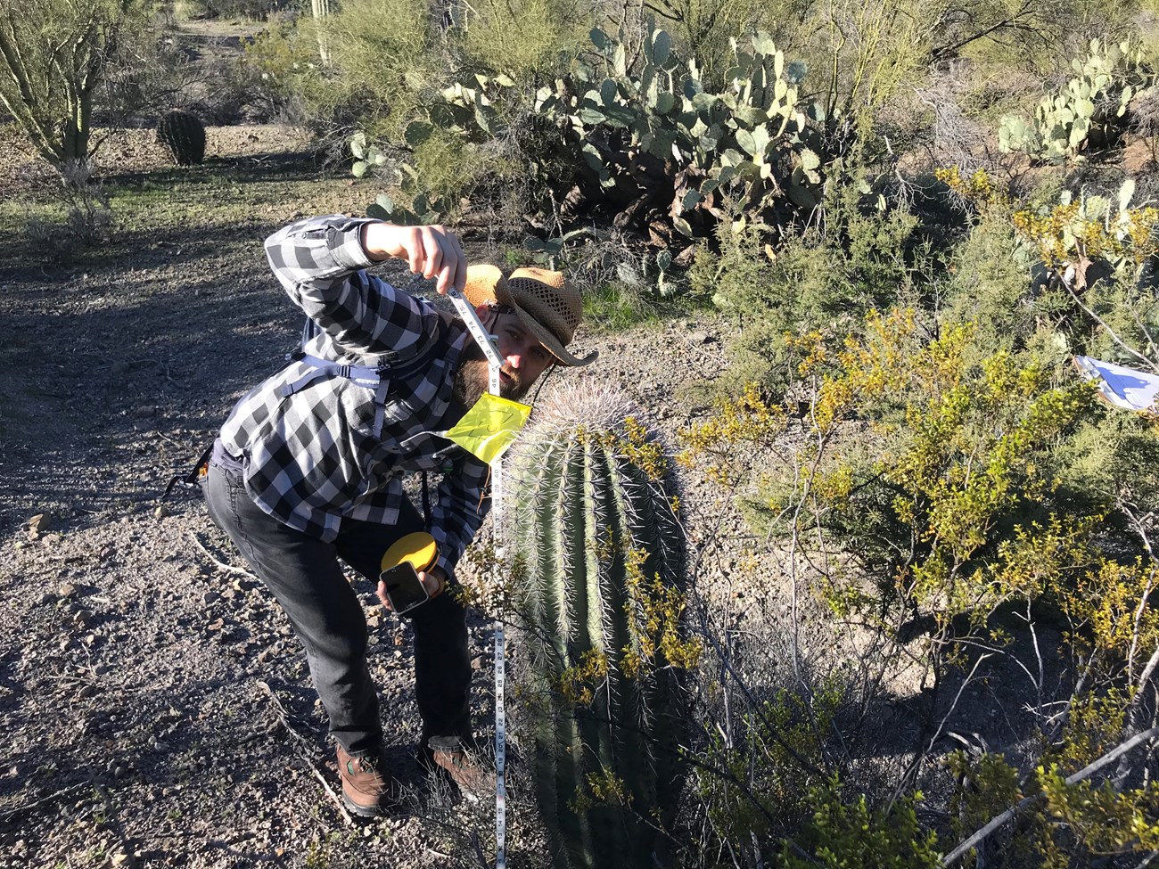 Volunteer measures saguaro with meter stick