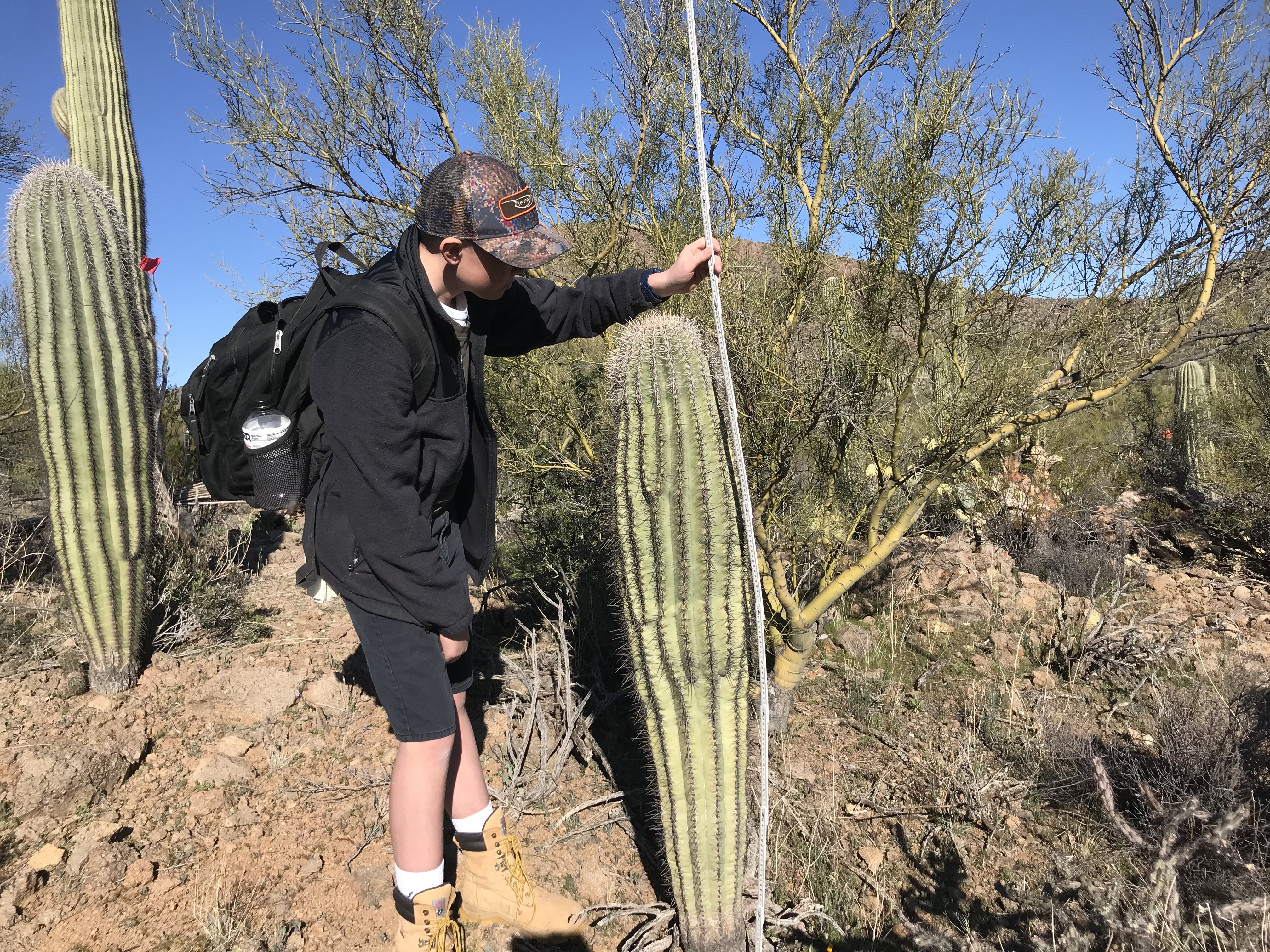 Volunteer measures saguaro with meter stick