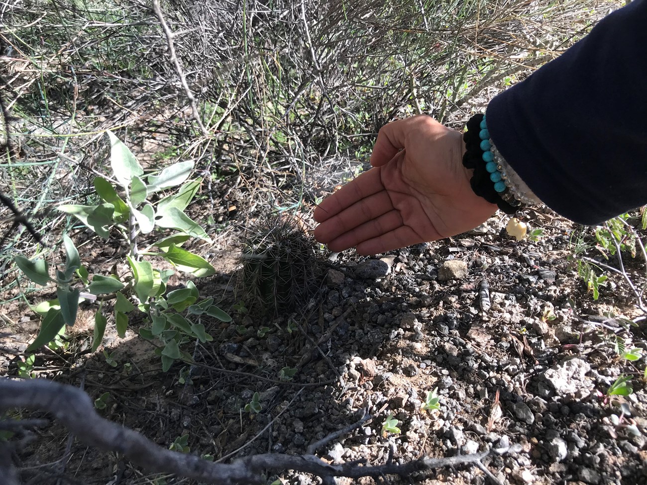 Tiny saguaro found on plot