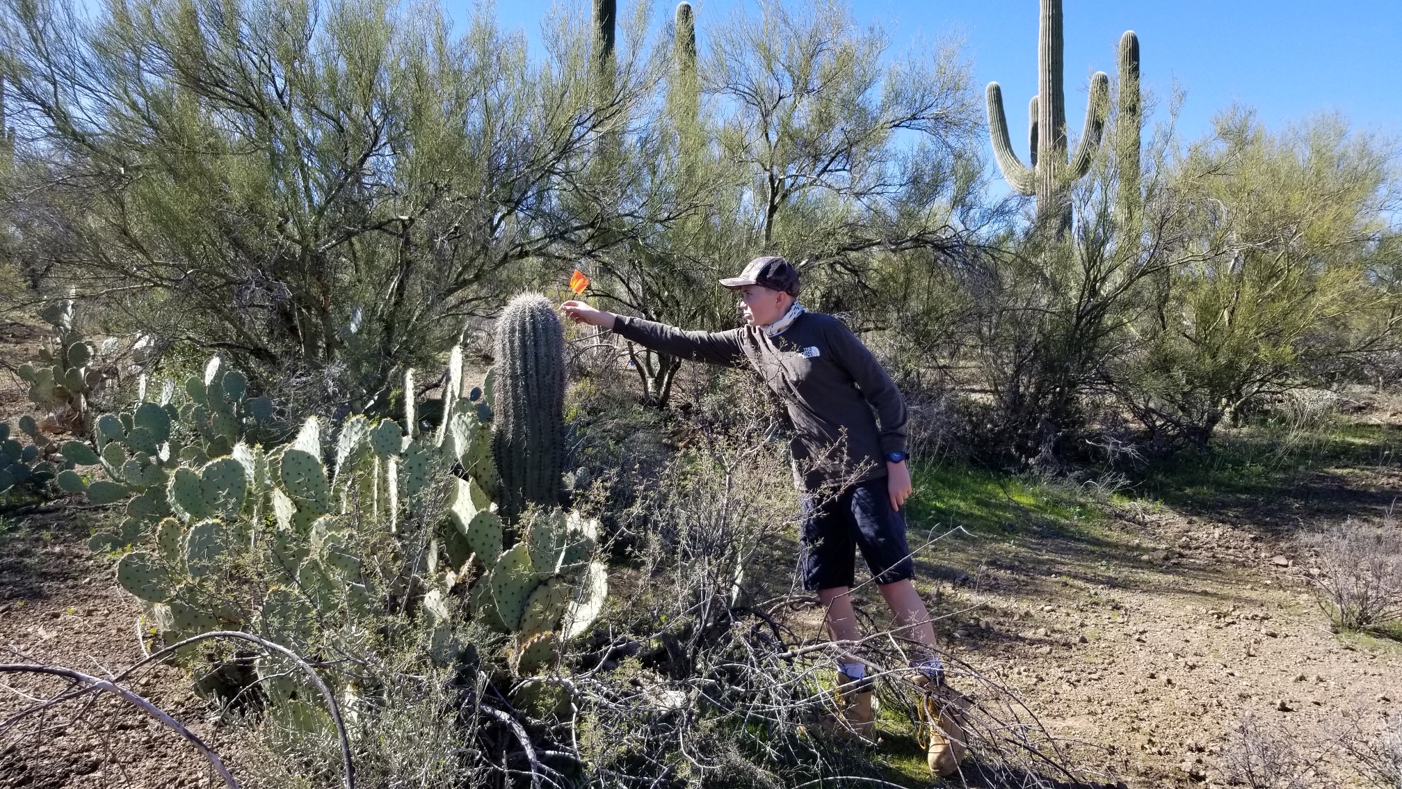 Volunteer flags a saguaro