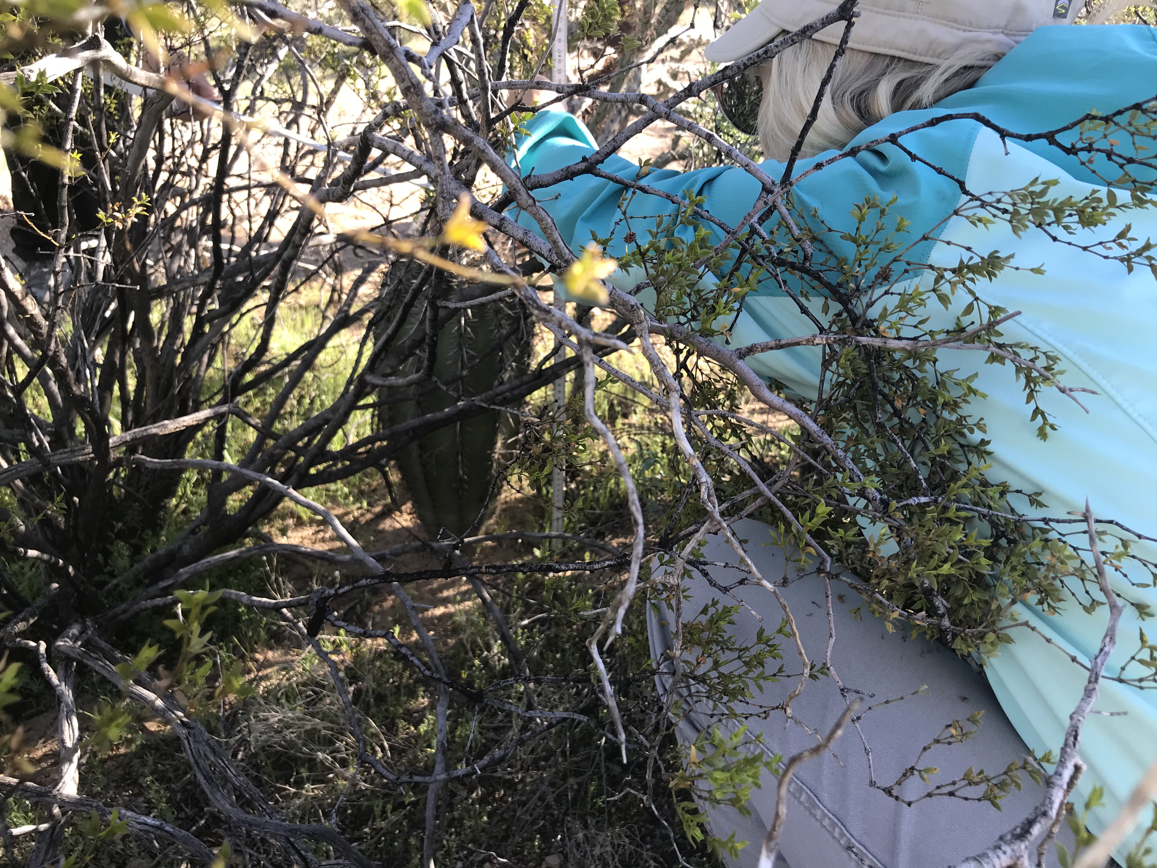 Volunteer crouches to measure small saguaro hidden in creosote