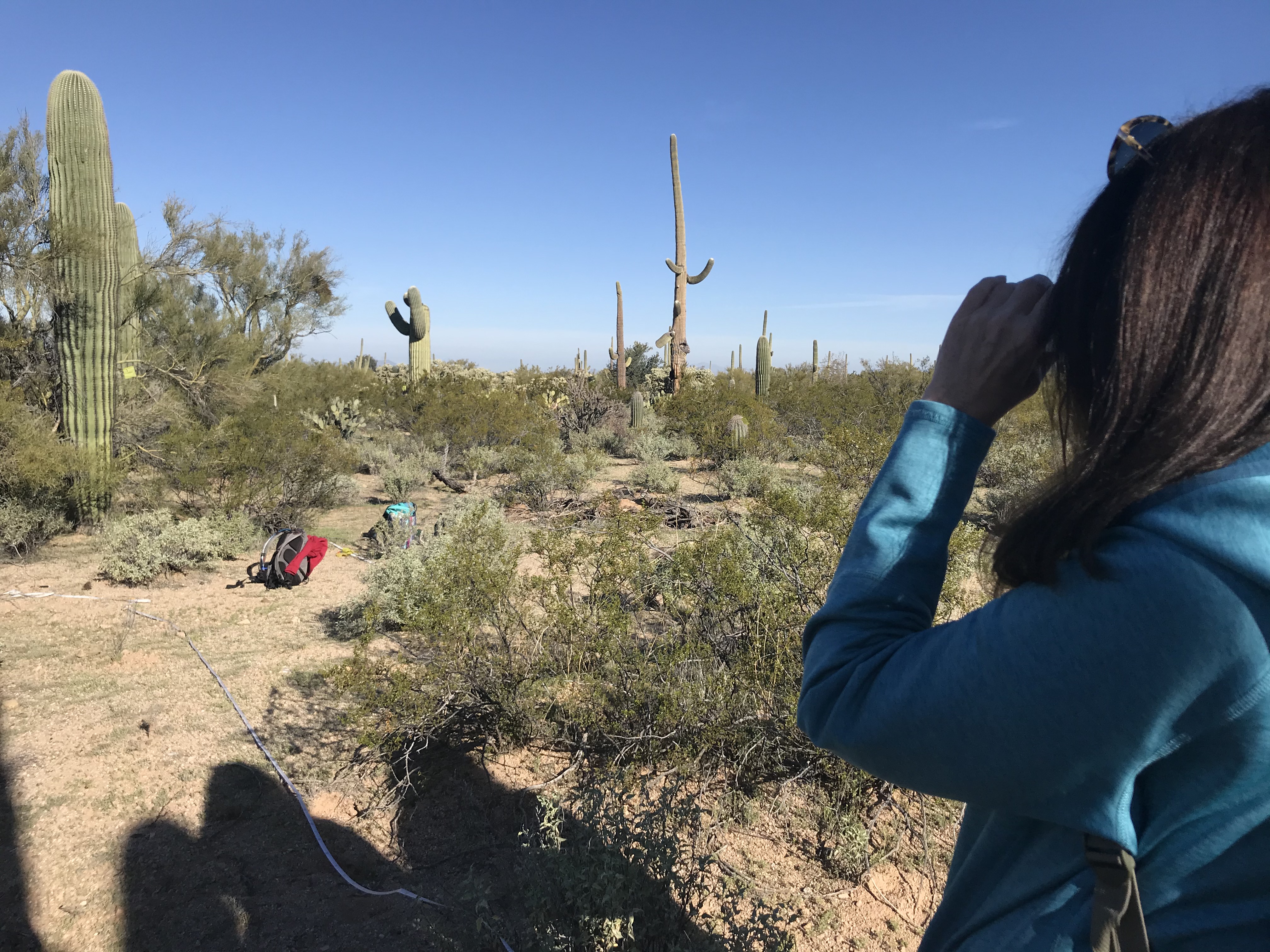 Volunteer uses clinometer to measure saguaro