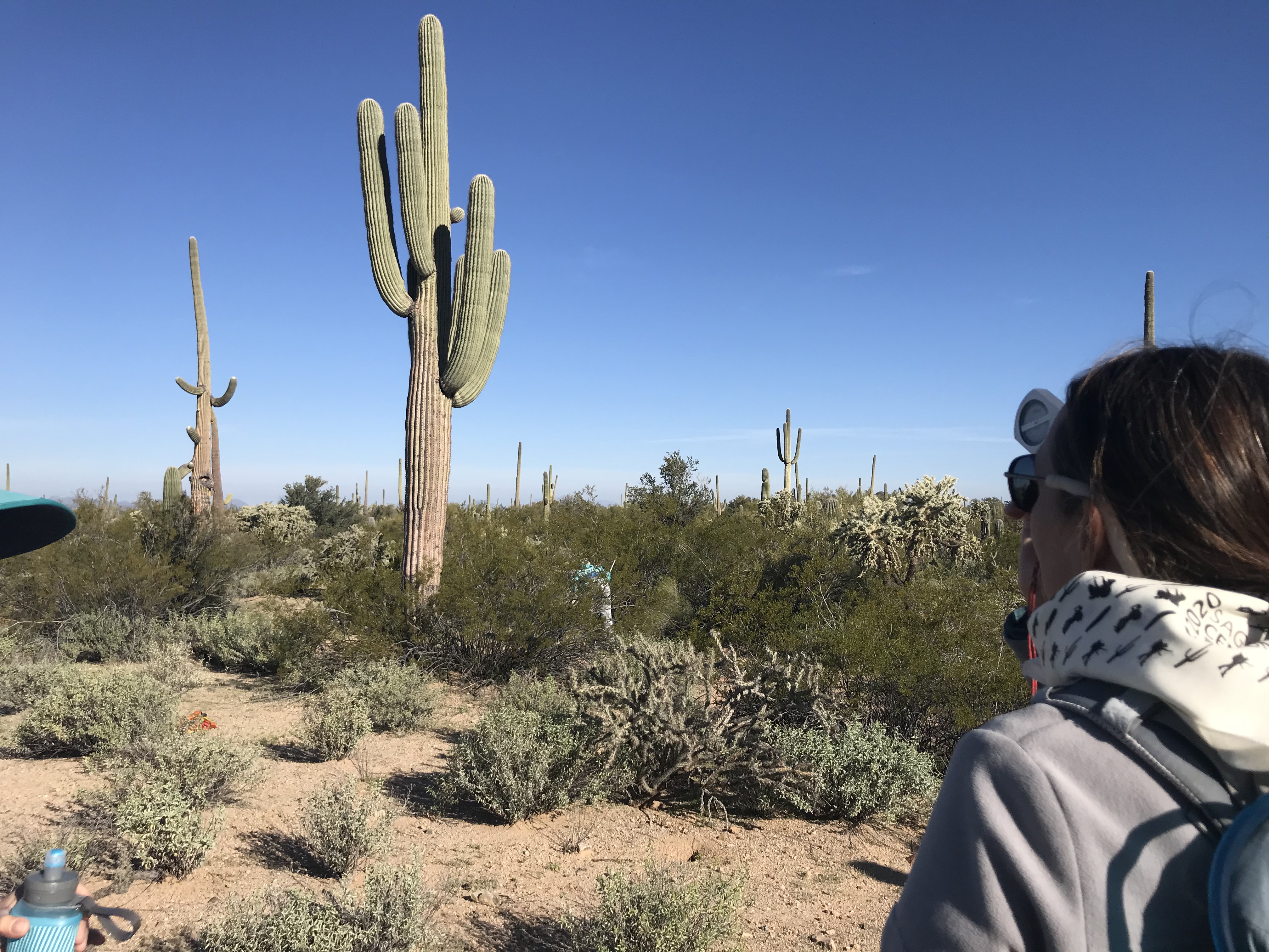 Volunteer looks up through clinometer to measure large saguaro