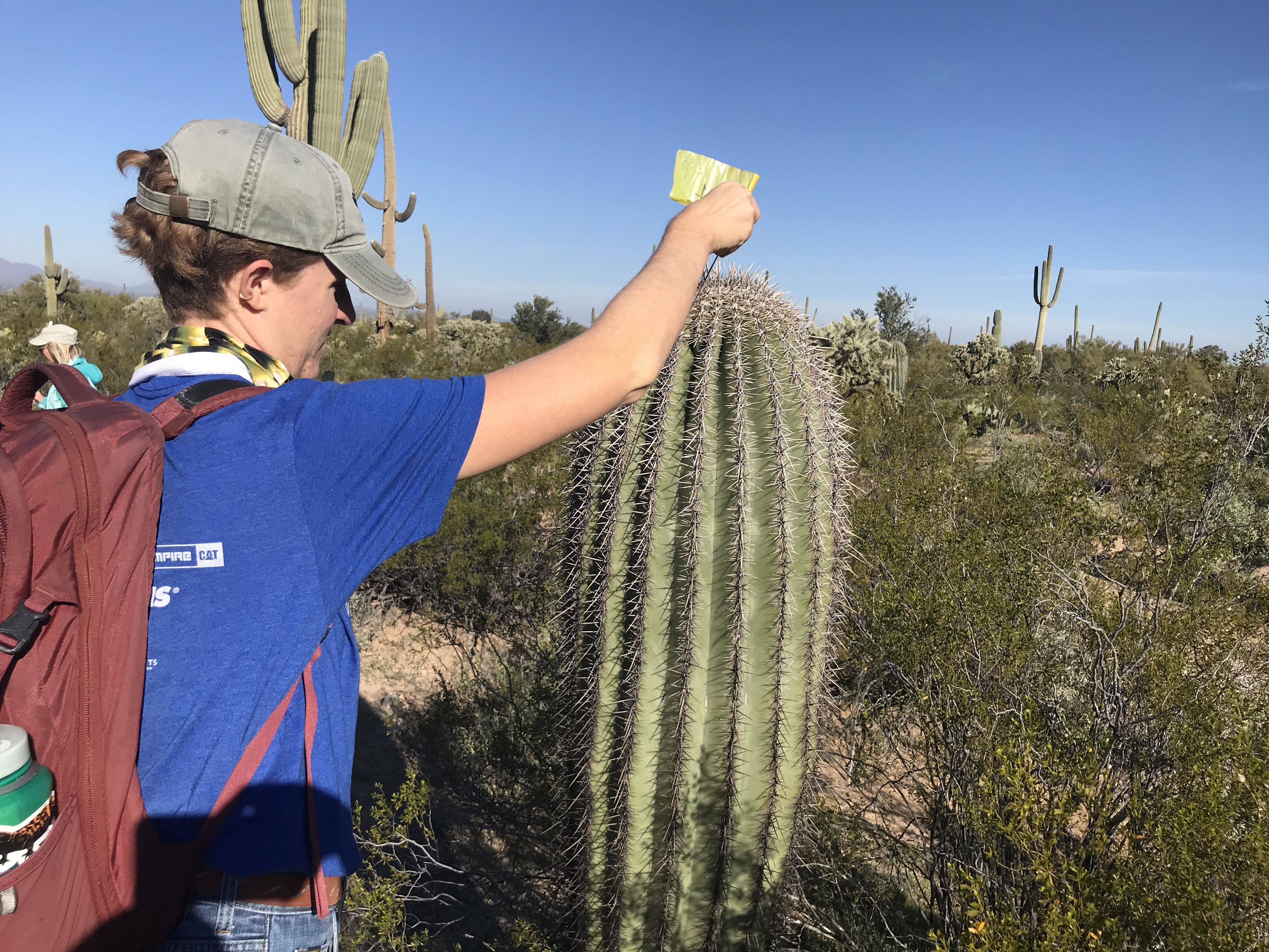 Volunteer flags saguaro