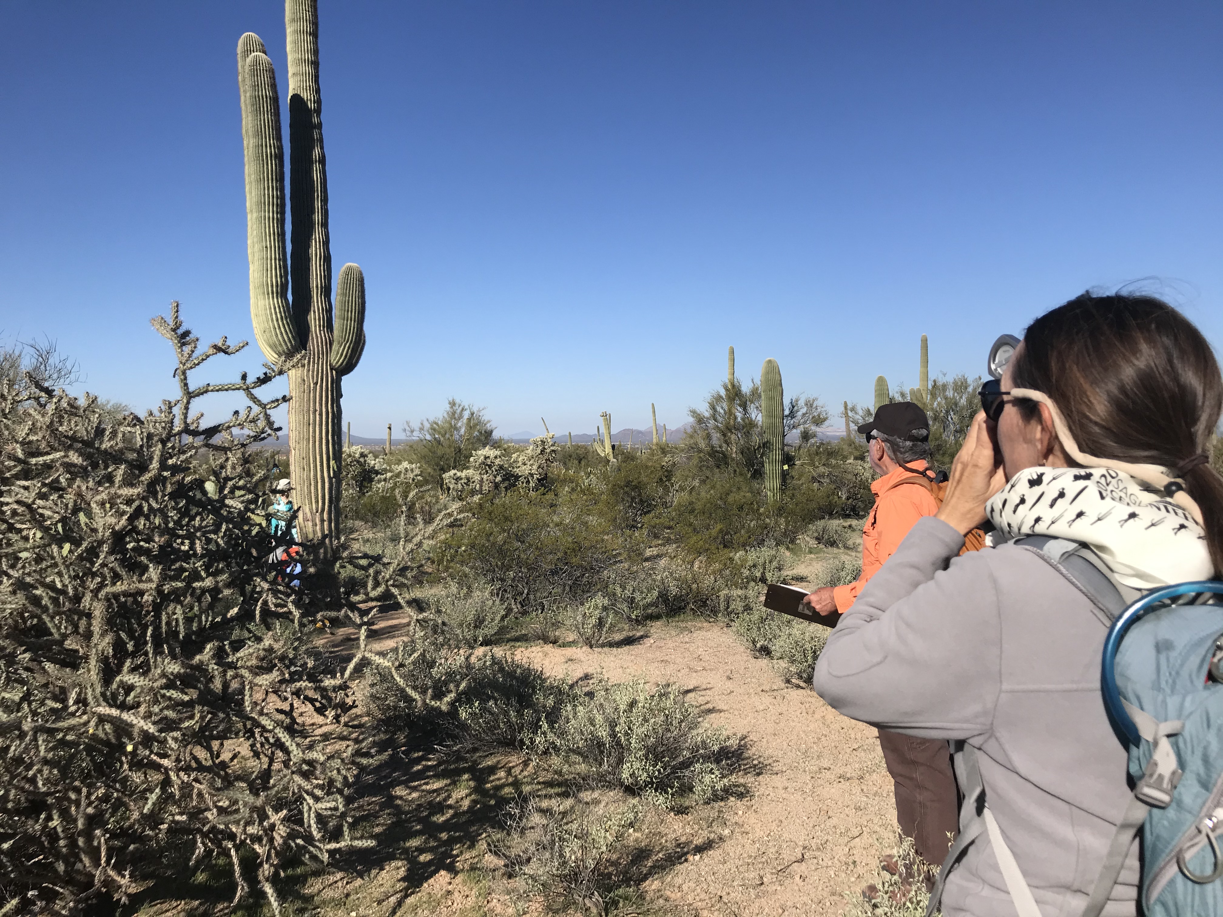 Volunteer uses clinometer to measure saguaro