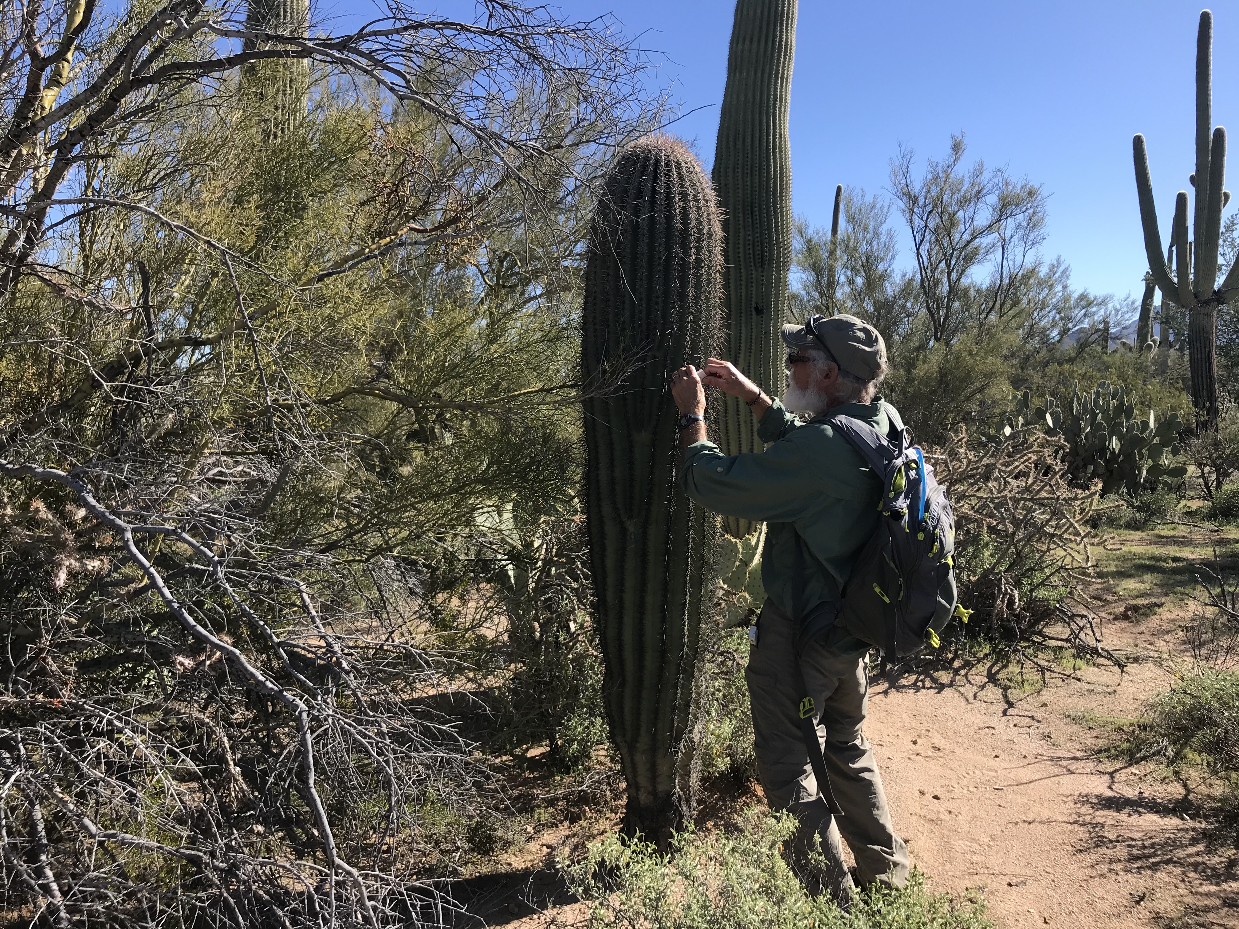 Volunteer flags saguaro
