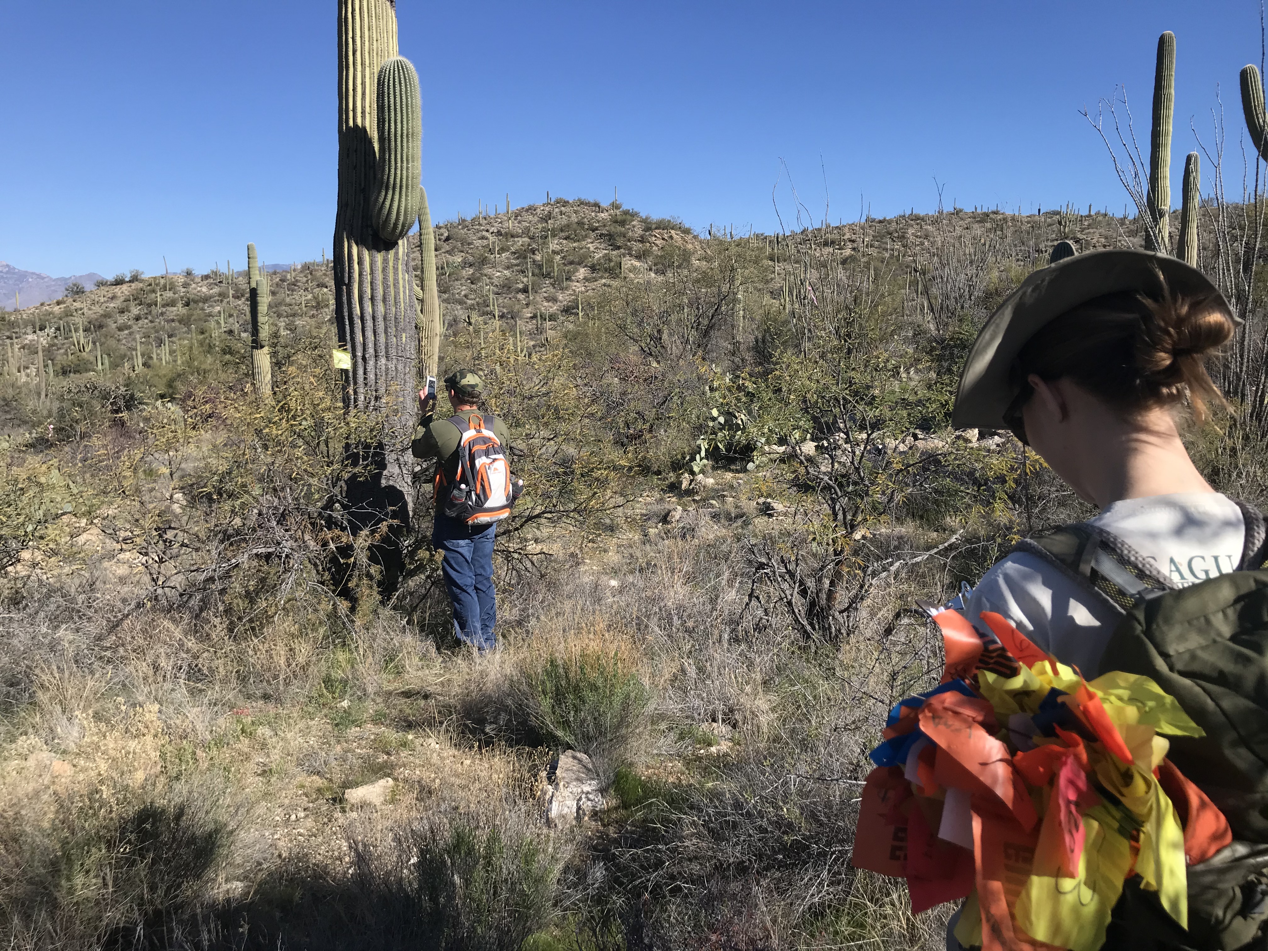A volunteer using a GPS device to find the coordinates of a saguaro.
