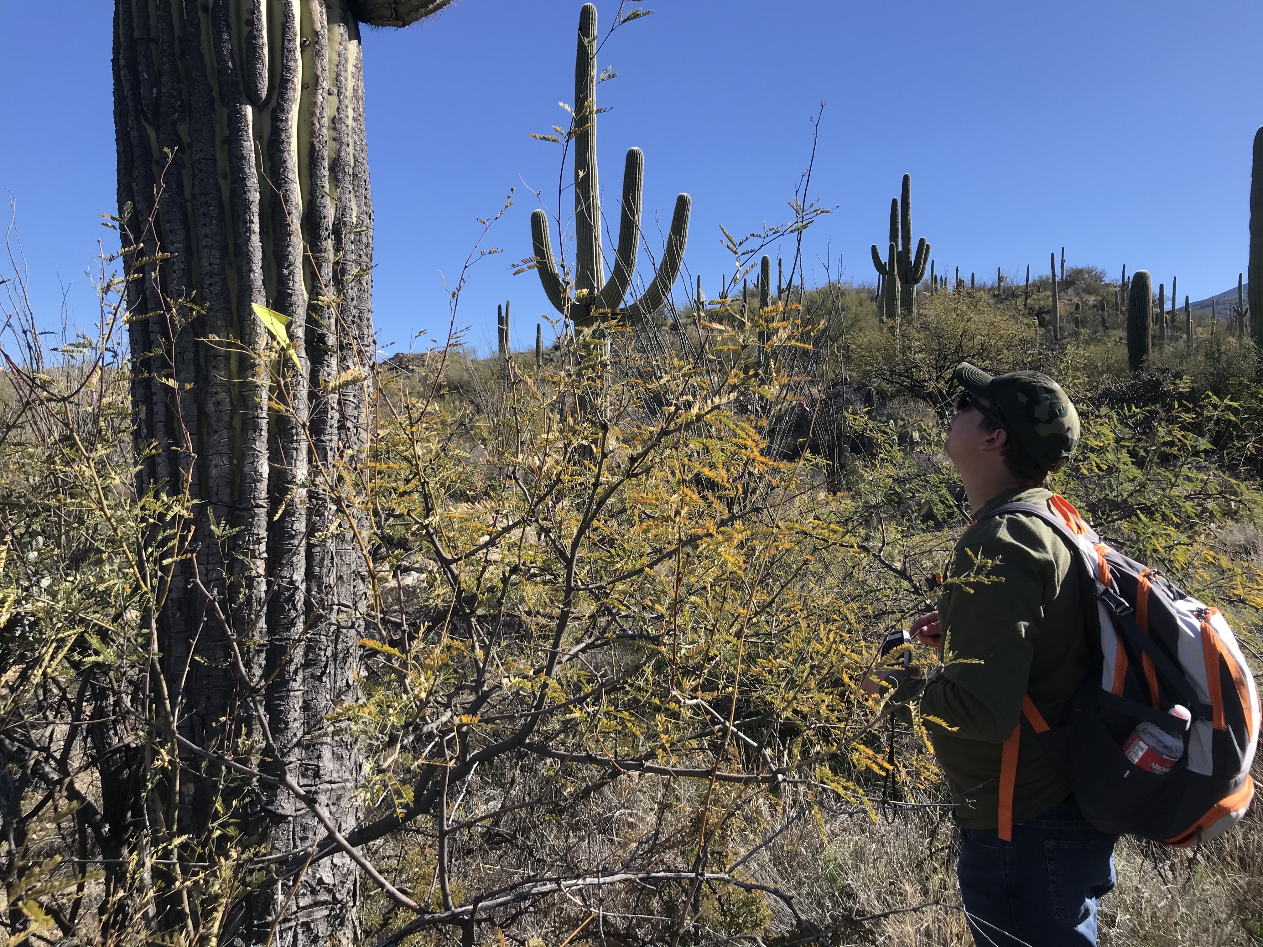 A volunteer looking up at a saguaro.