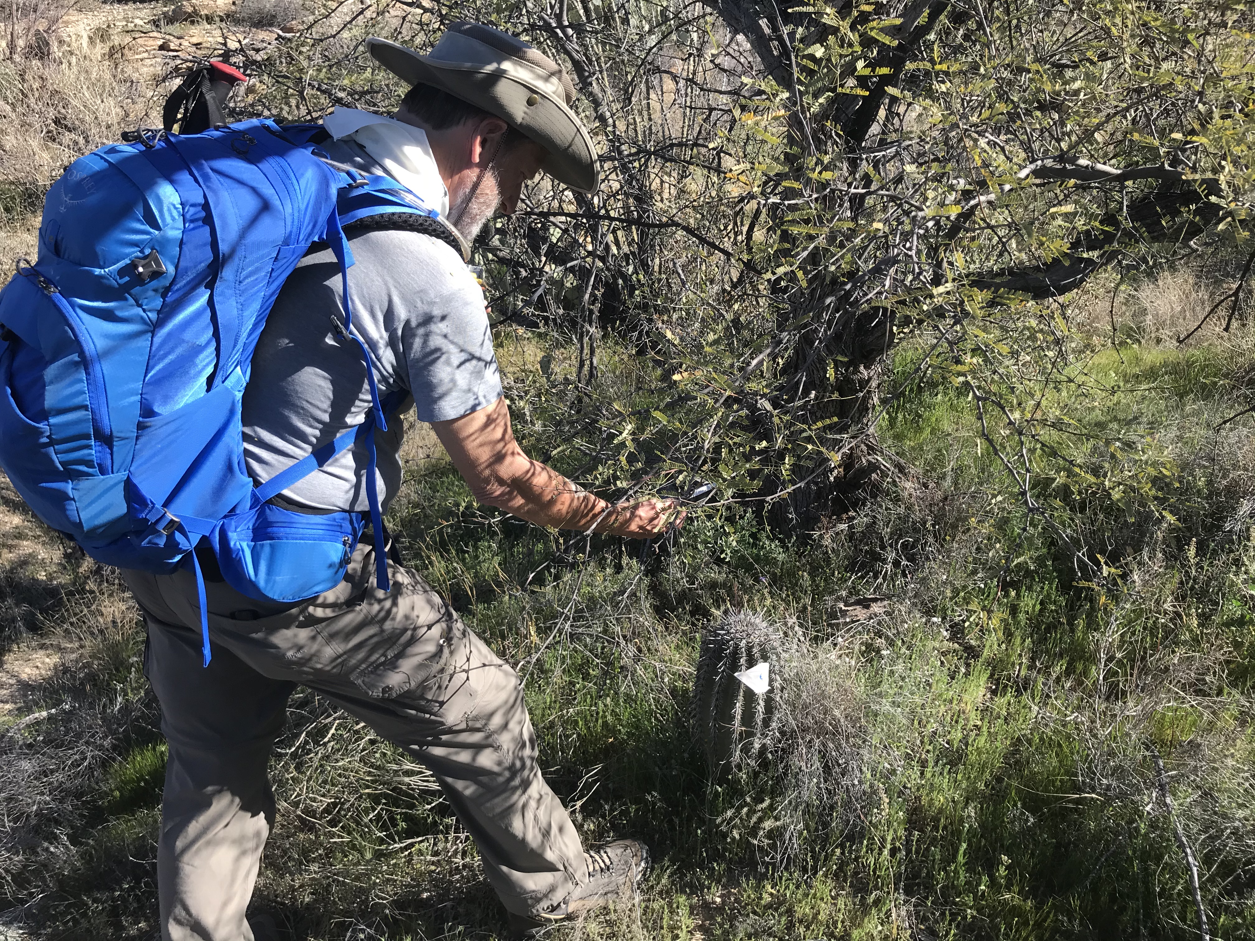 A volunteer using a GPS device to find the coordinates of a saguaro.