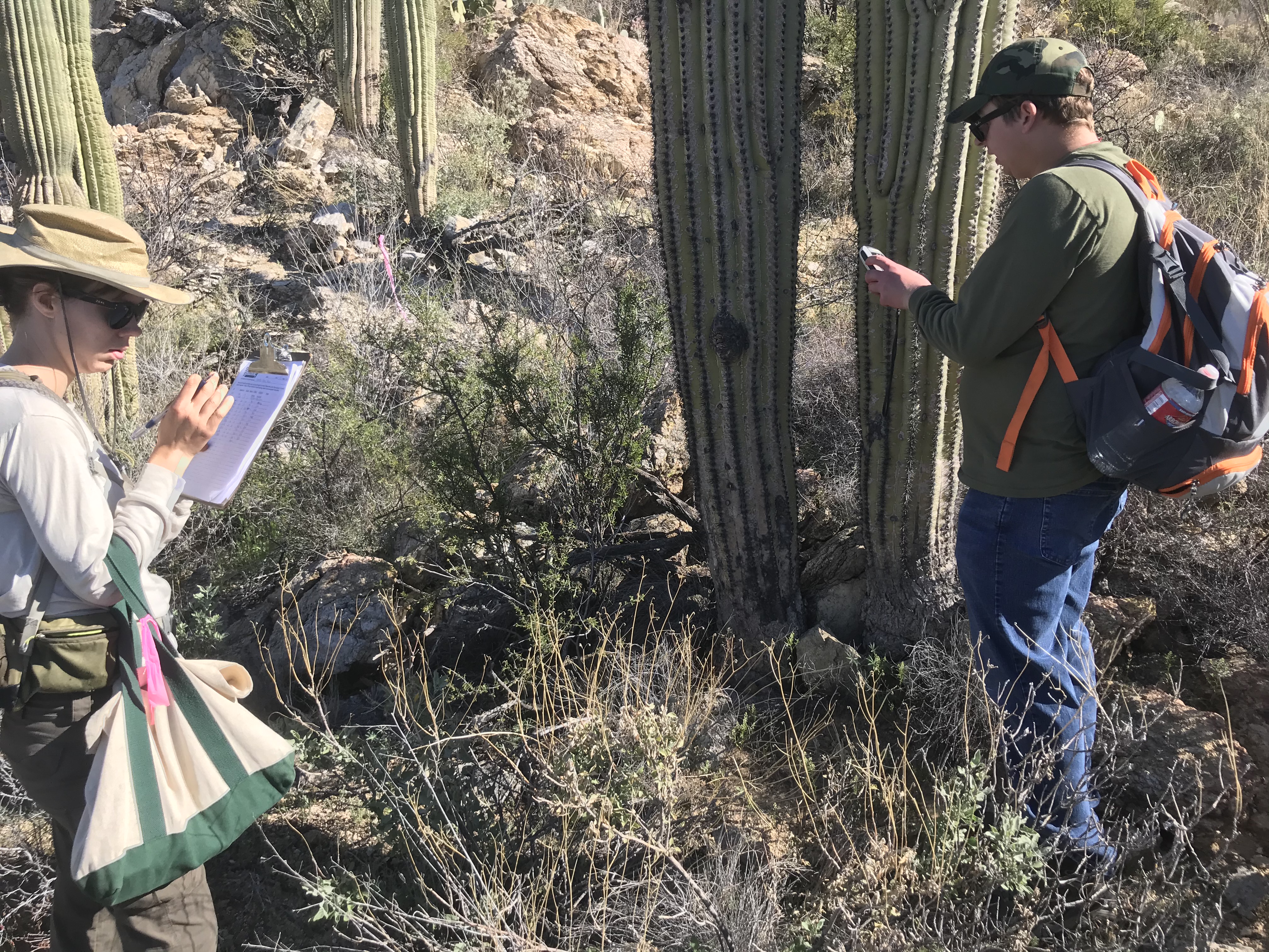 A volunteer reading the coordinates of a saguaro.