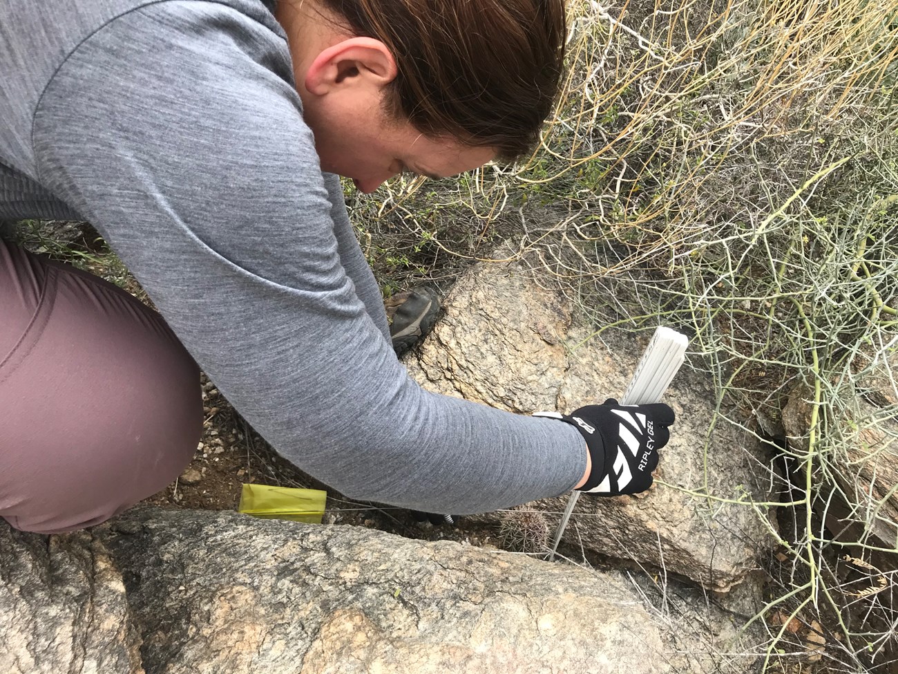 Adventure scientist measures tiny saguaro