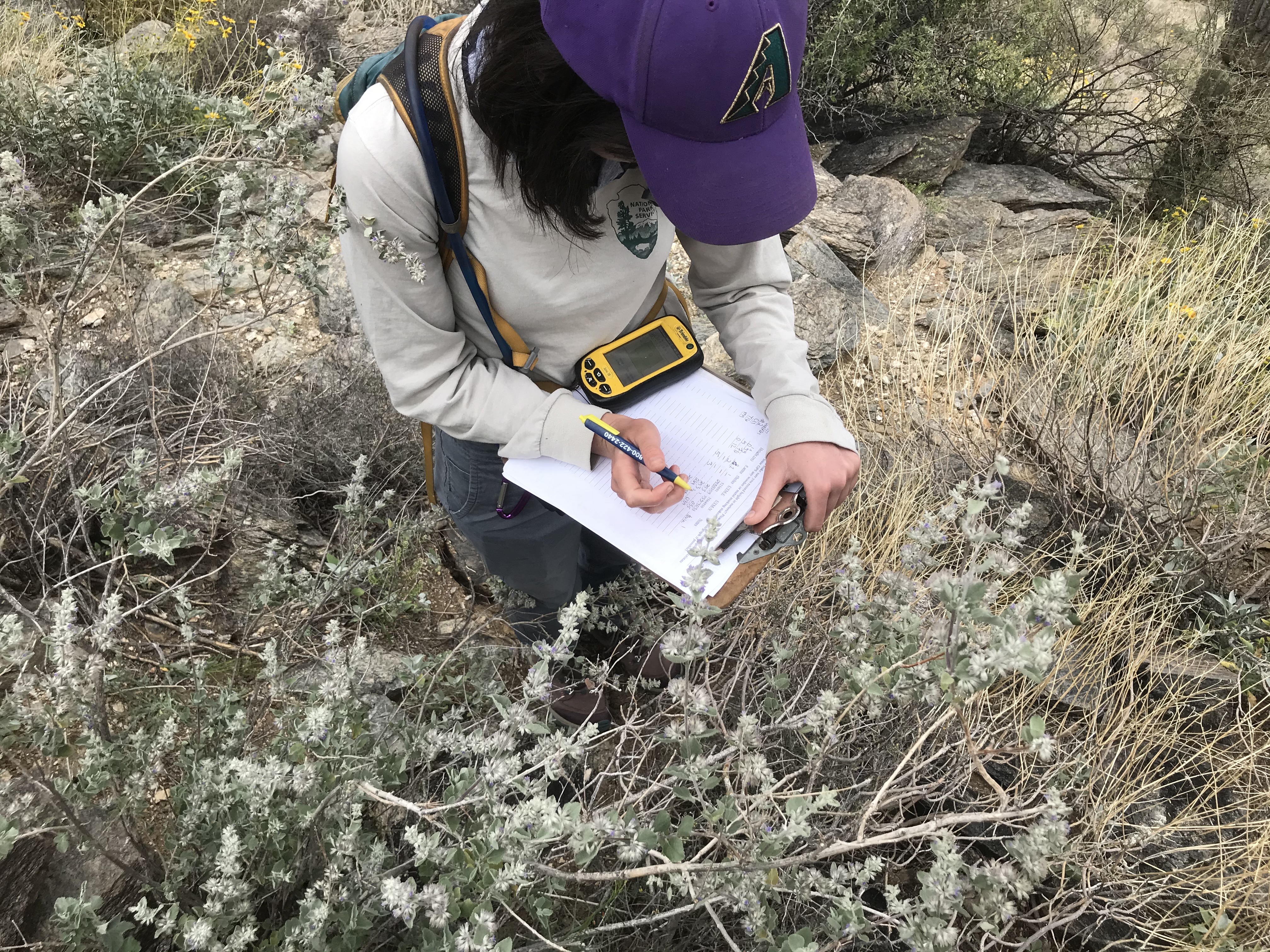 Park staff helps take field data
