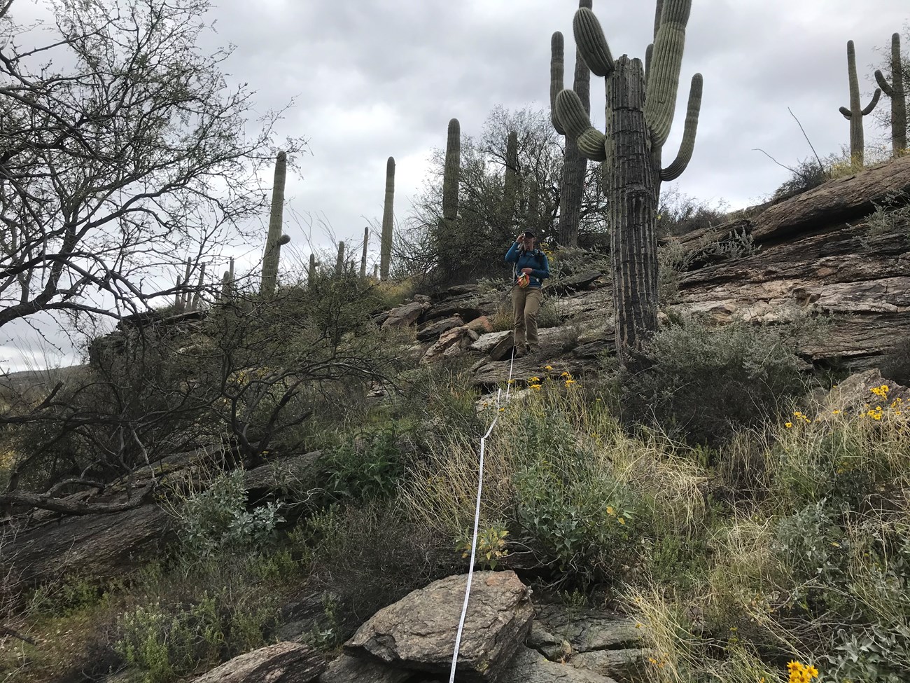Adventure Scientist uses clinometer to measure saguaro