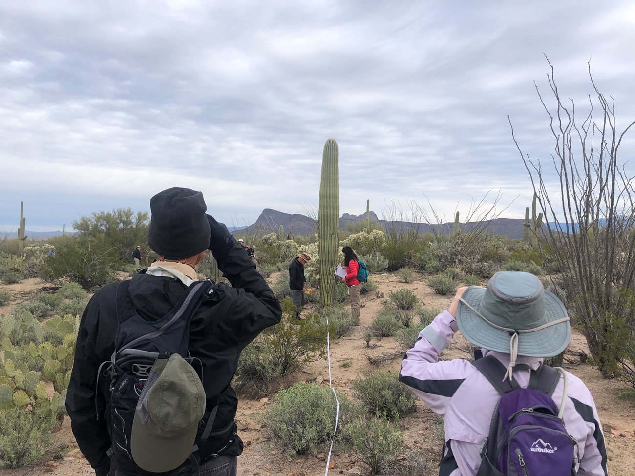 Two volunteers using a clinometer to measure the height of a saguaro in front of them.