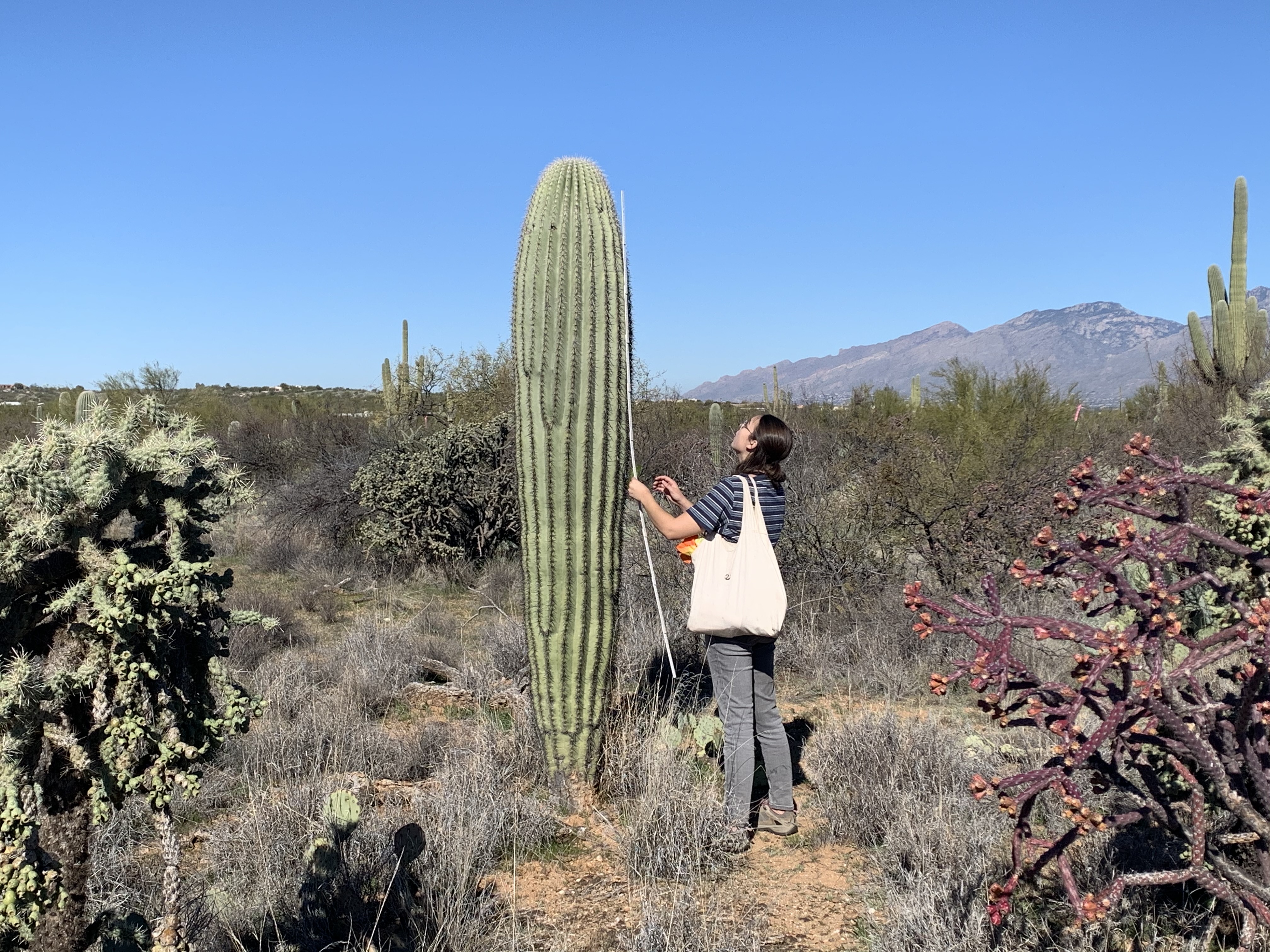 Student measures saguaro height