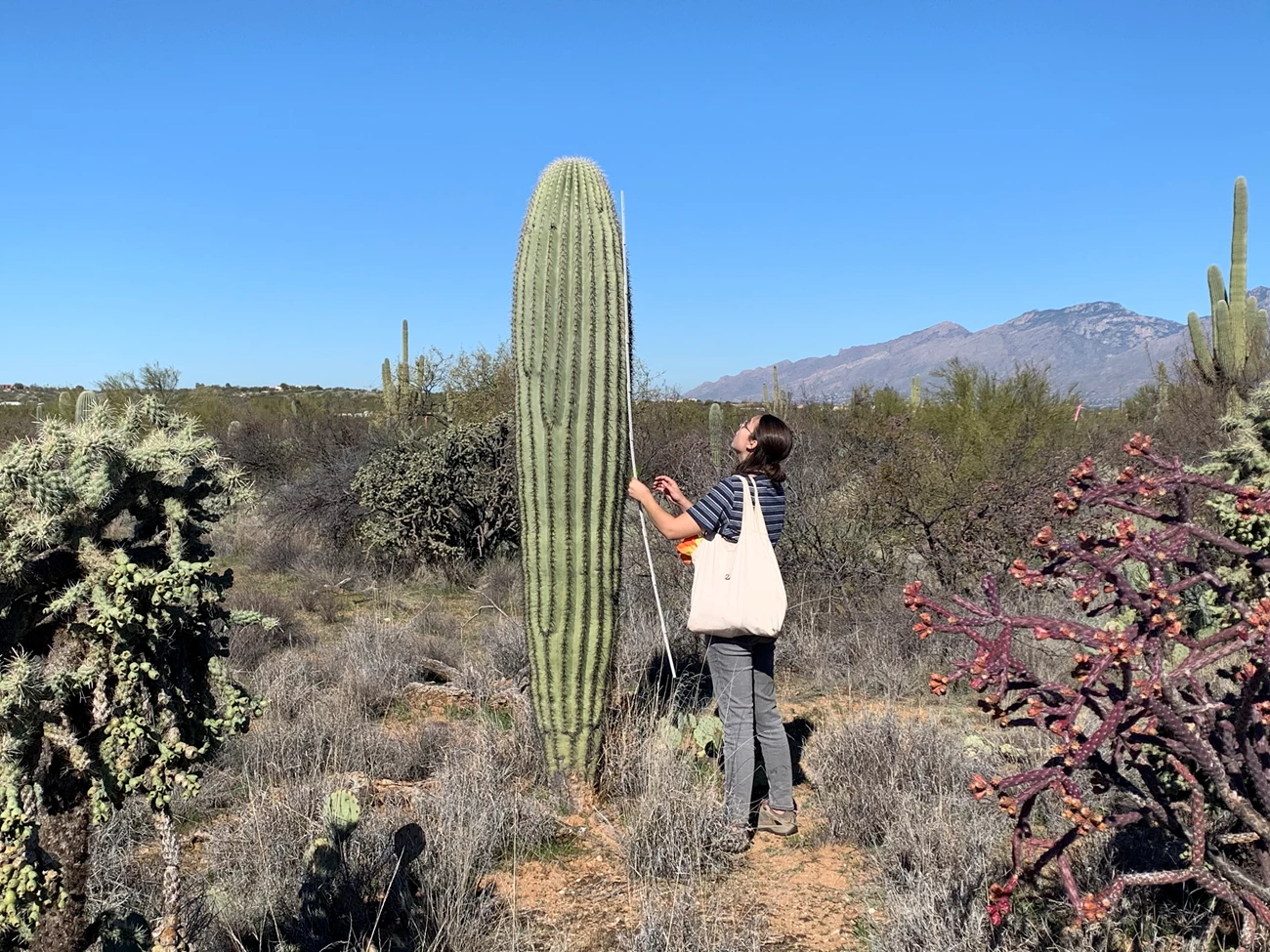Student measures saguaro height Student measures saguaro height