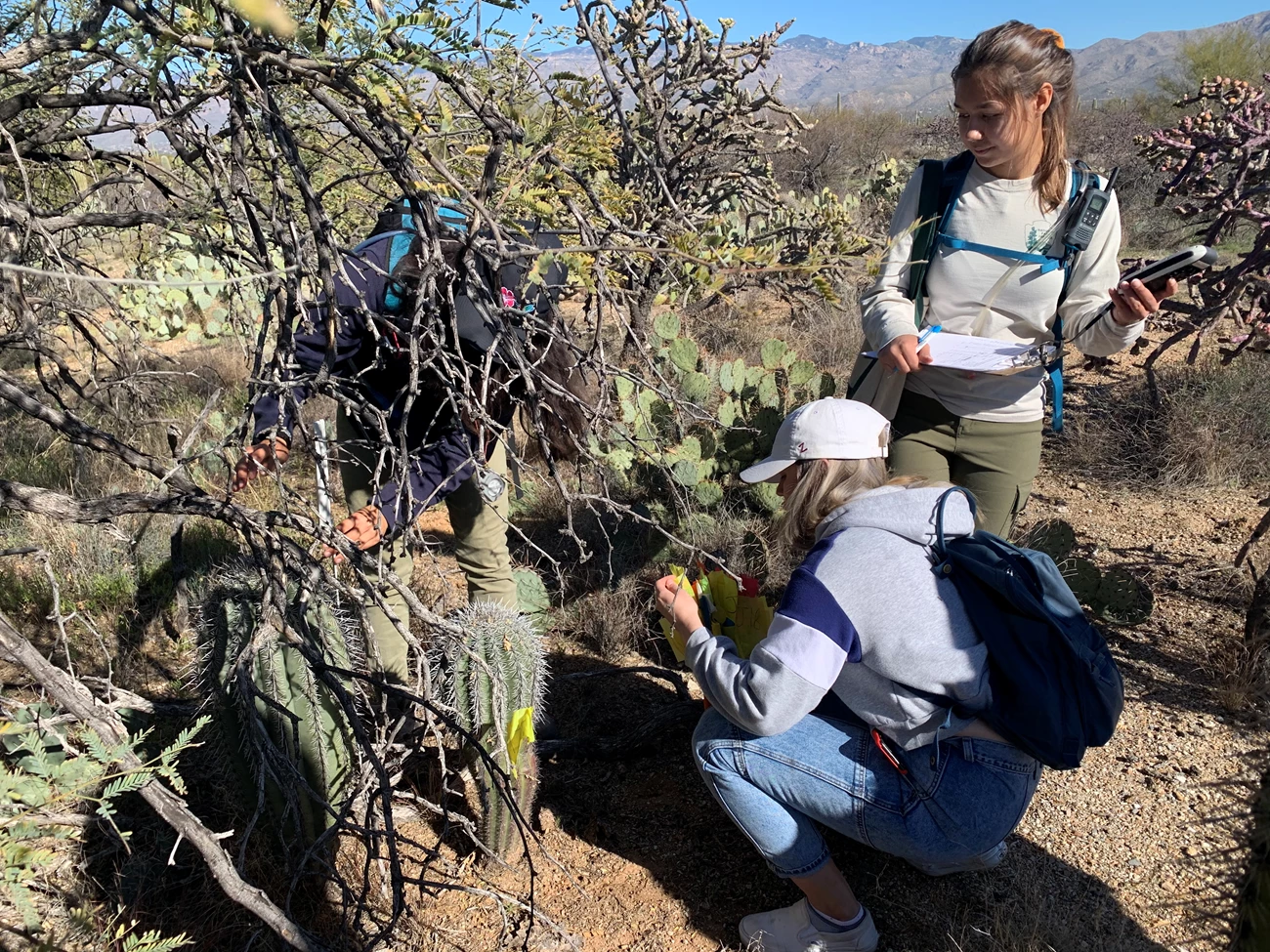 Students measure small saguaros under nurse tree Students measure small saguaros under nurse tree