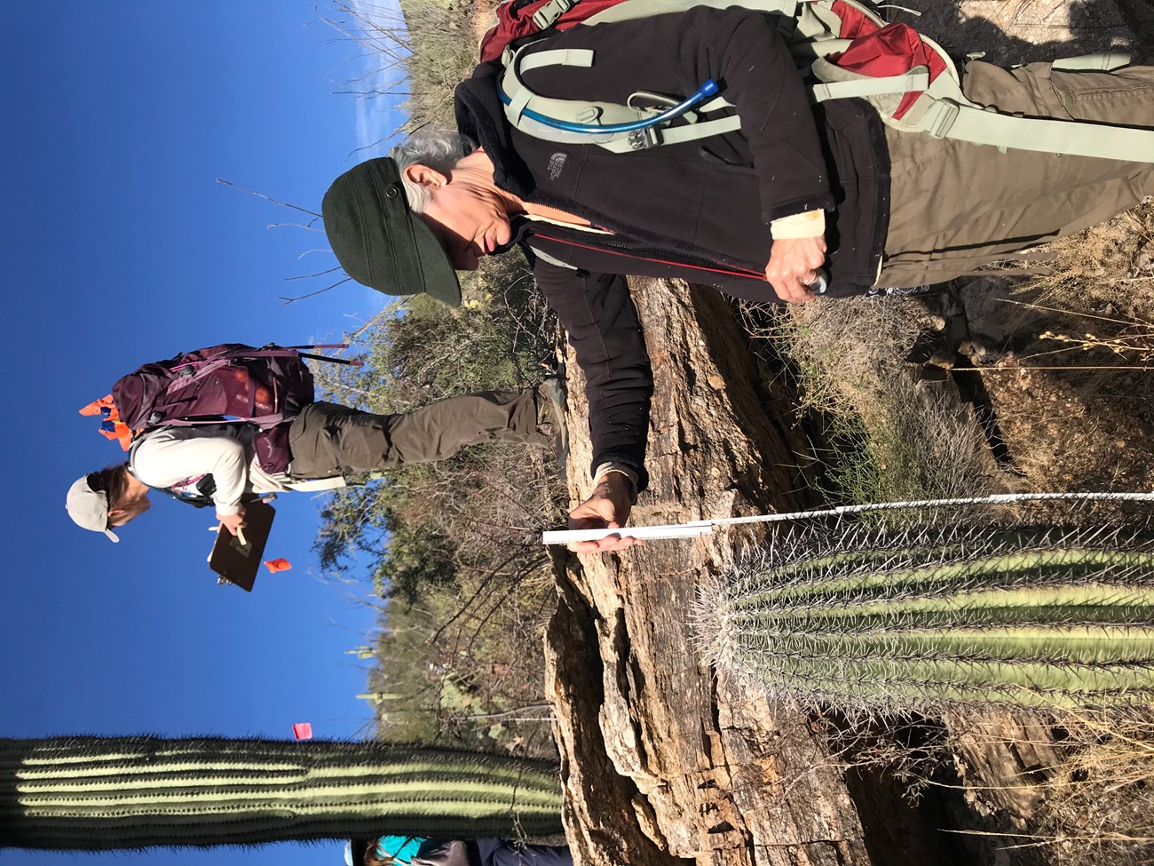 A volunteer measuring the height of a short saguaro using a meter stick. Behind them is another person looking at a saguaro growing on a boulder with an orange flag.